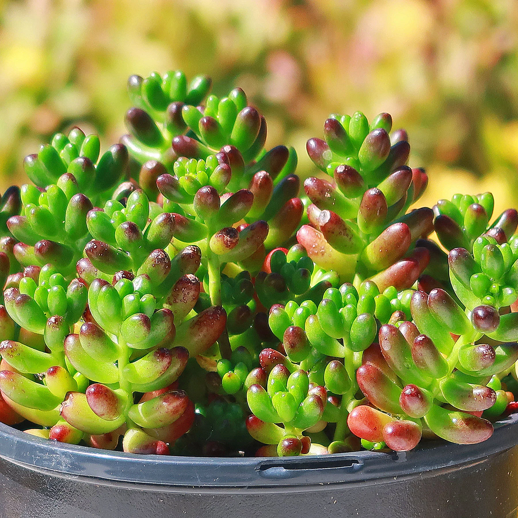 Jelly Bean Succulent 'Sedum rubrotinctum'