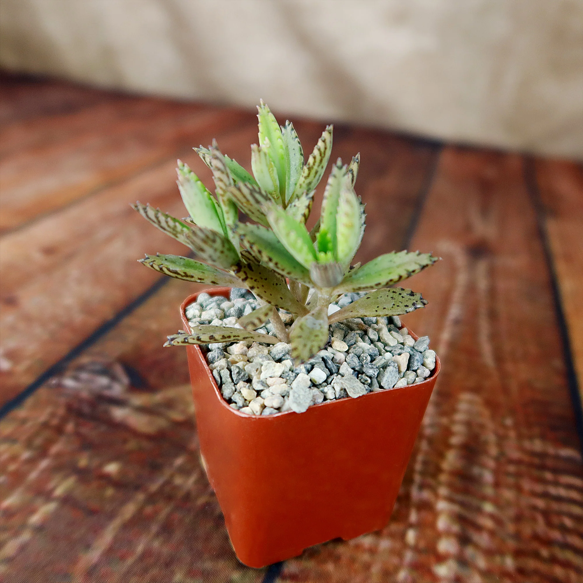 Hybrid Mother of Millions ��Kalanchoe houghtonii��