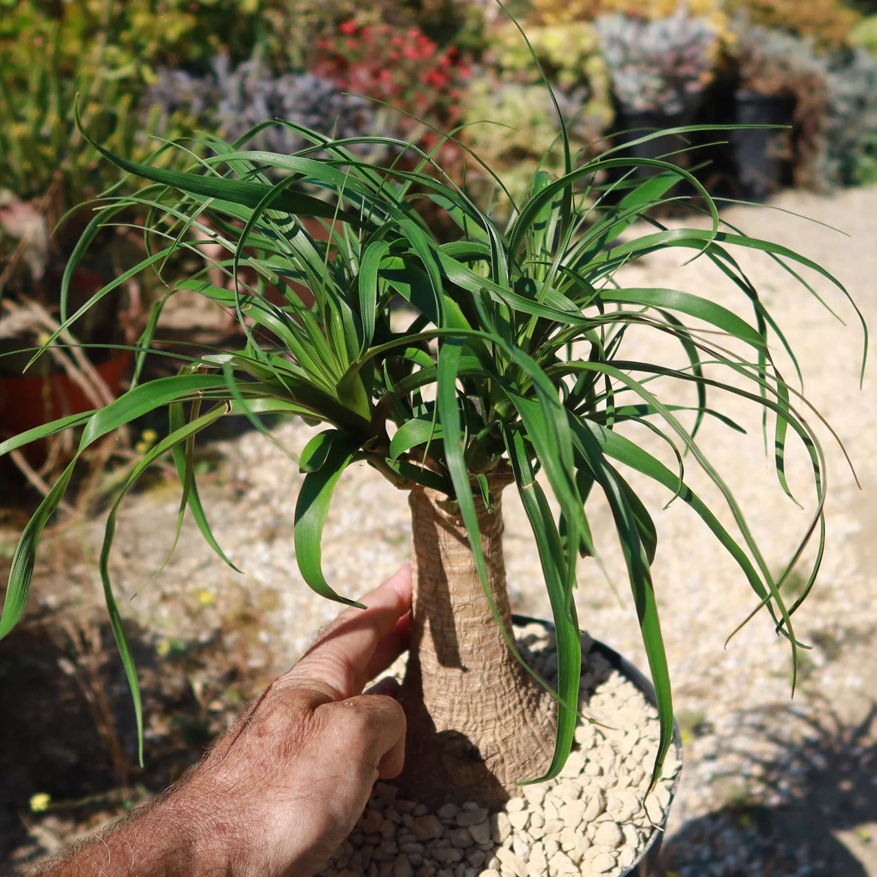 Ponytail palm 'Beaucarnea recurvata'