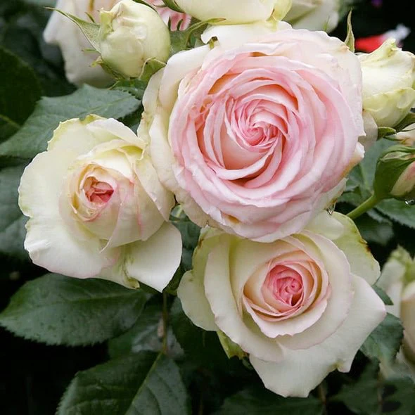 🌹 Ever-Bloom Climbing Roses Seeds | 🌸 Add Winter Elegance to Your Garden