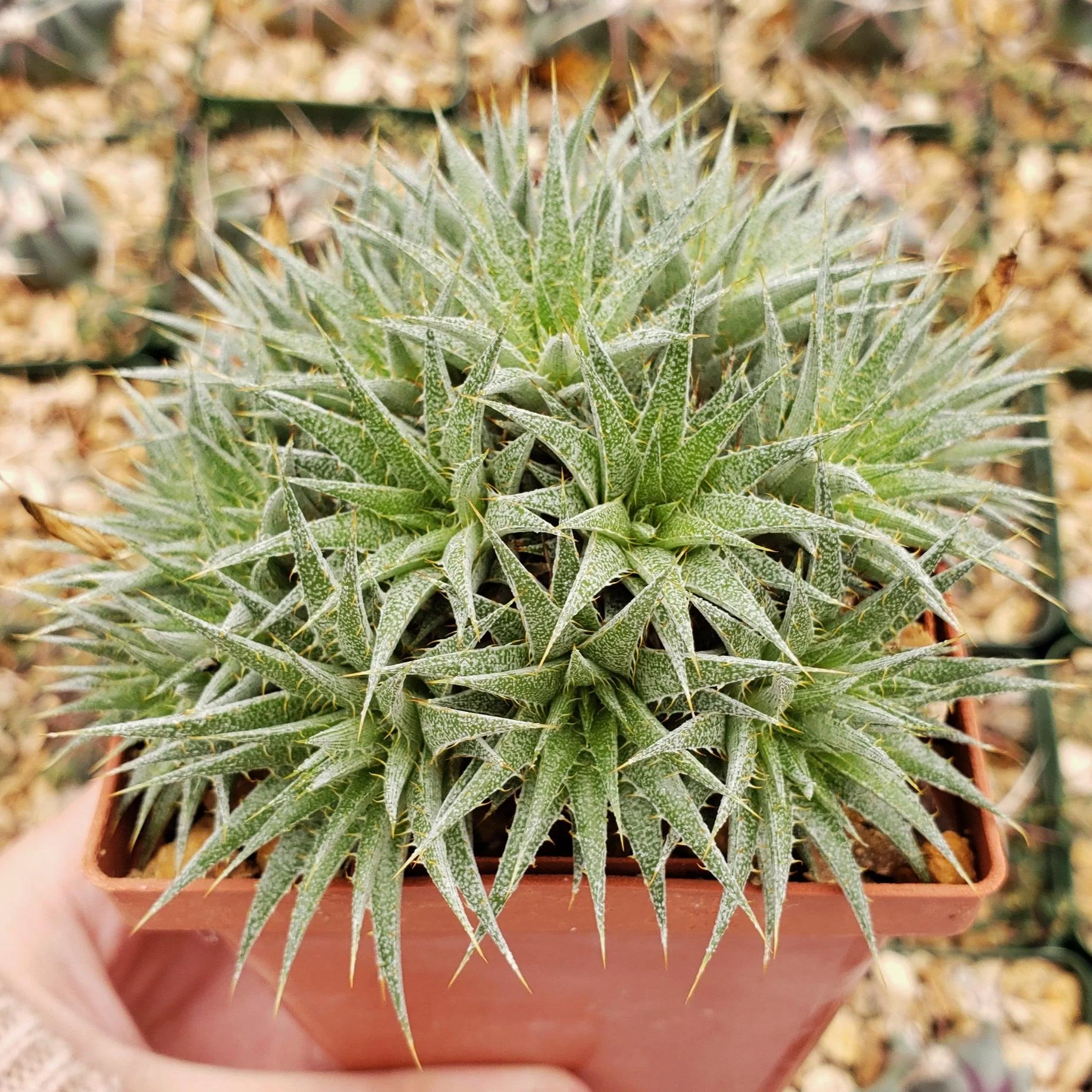 Abromeitiella chlorantha