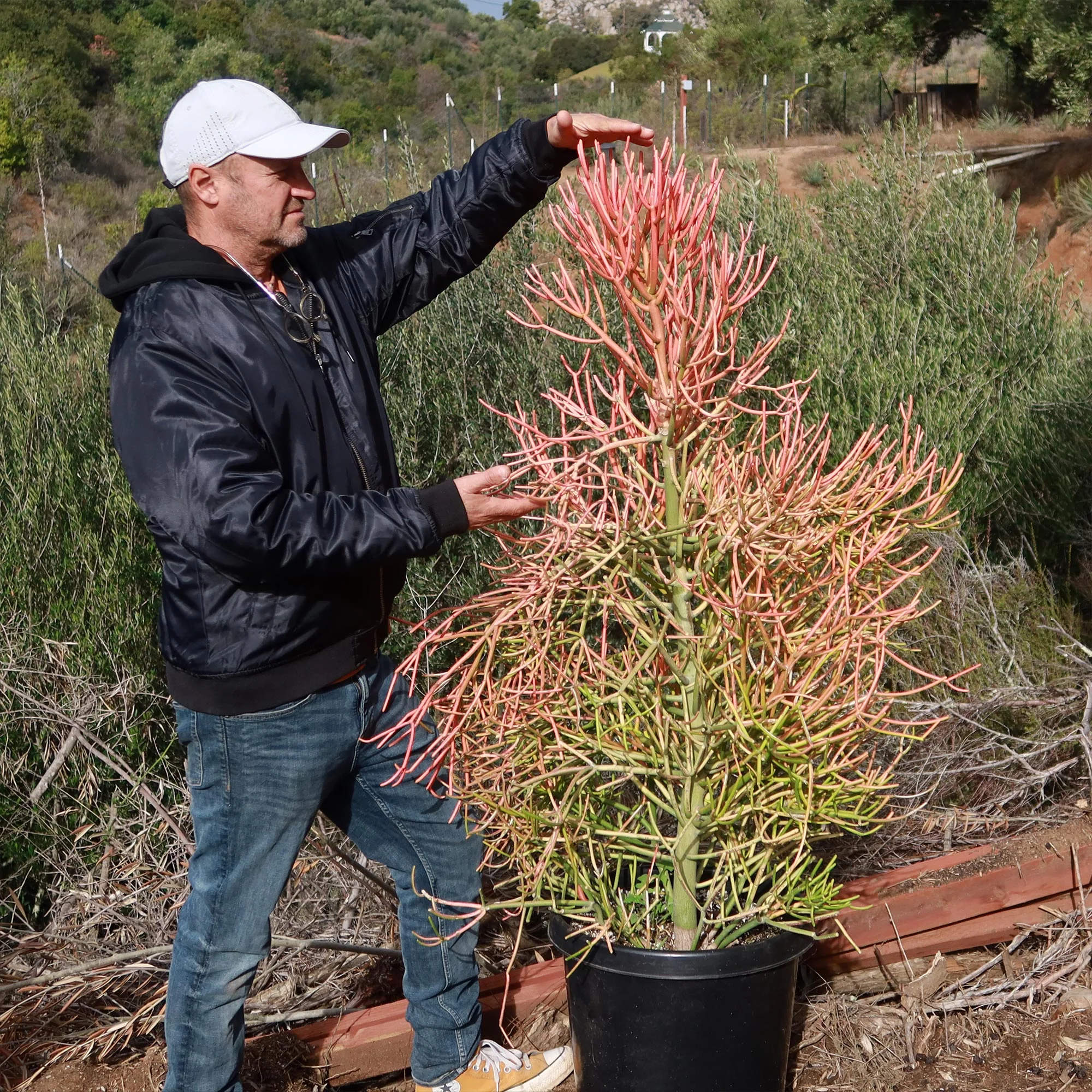 Pencil Cactus - Euphorbia tirucalli 'Firesticks'