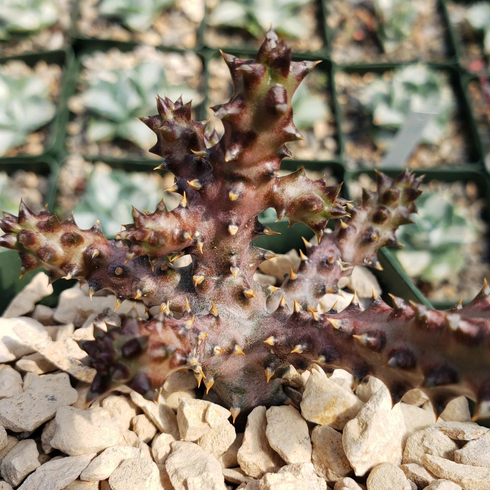 Persian Carpet Flower �C Edithcolea grandis