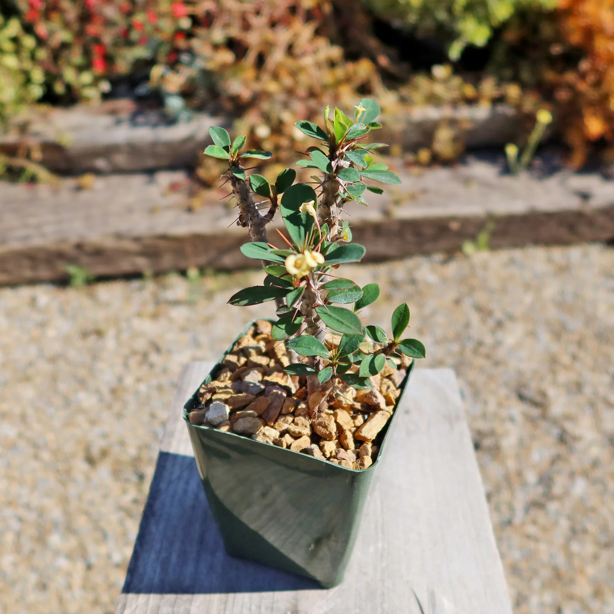 Euphorbia milii Yellow �C Crown of Thorns