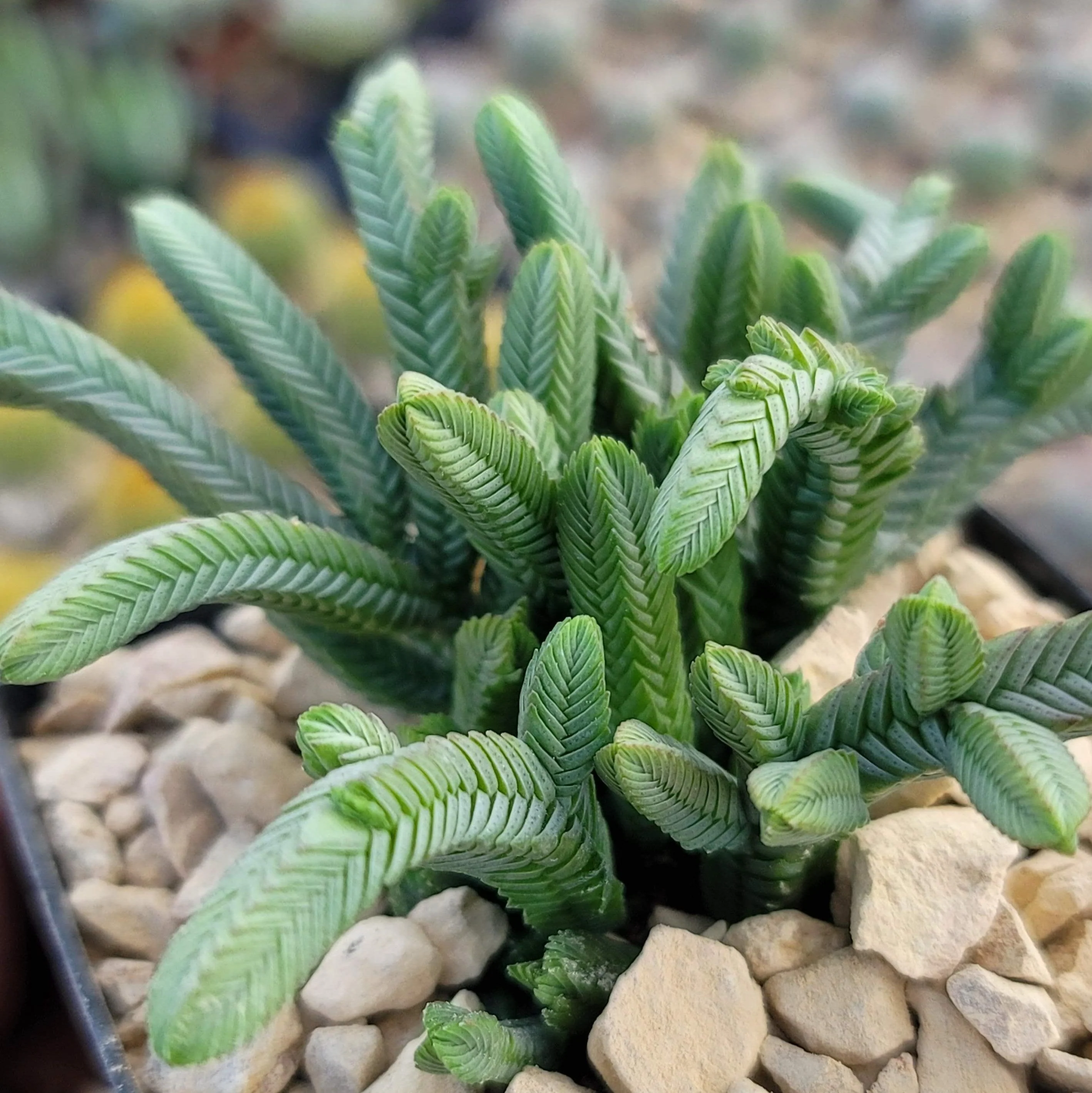 Pagoda Mini Jade ��Crassula pyramidalis��