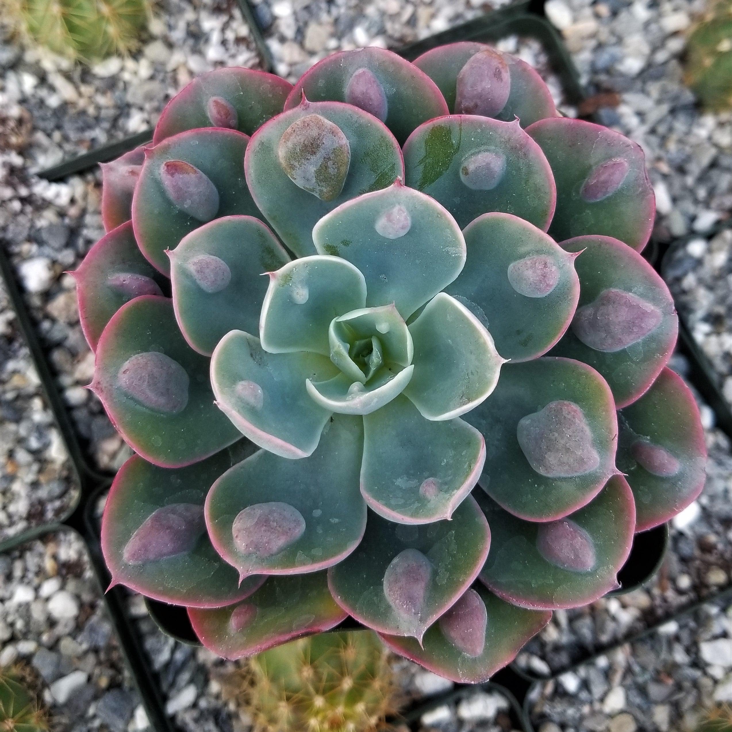 Echeveria Rain Drops