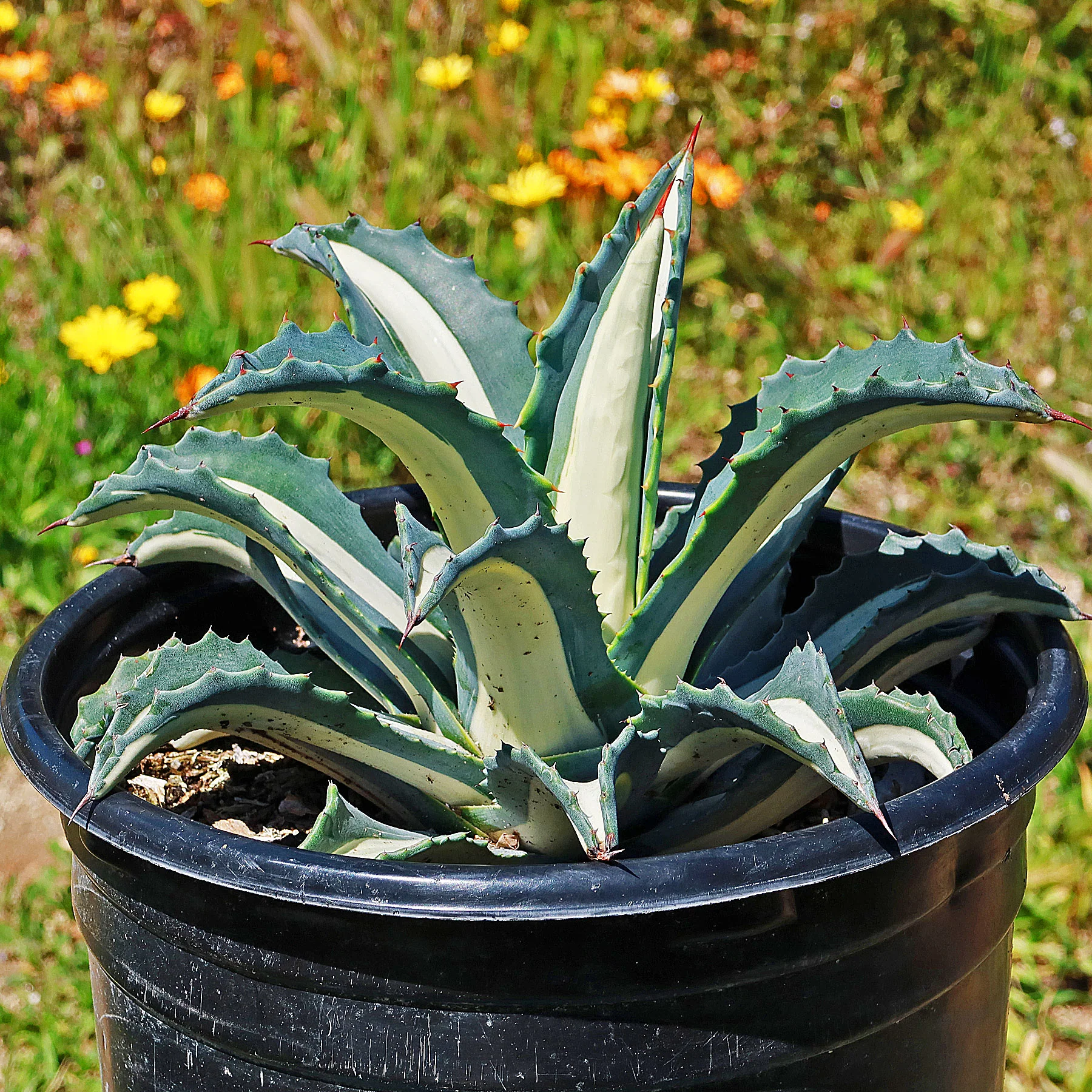 Agave mediopicta alba �C White Striped Century Plant