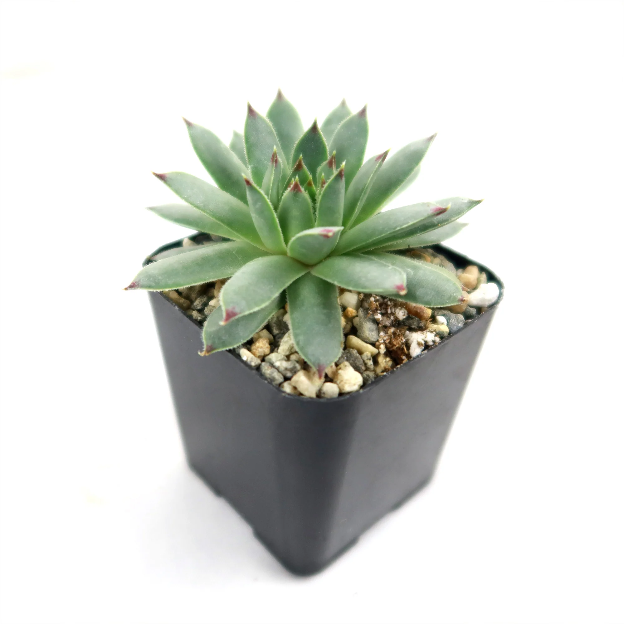 Sempervivum calcareum (Hens and Chicks)