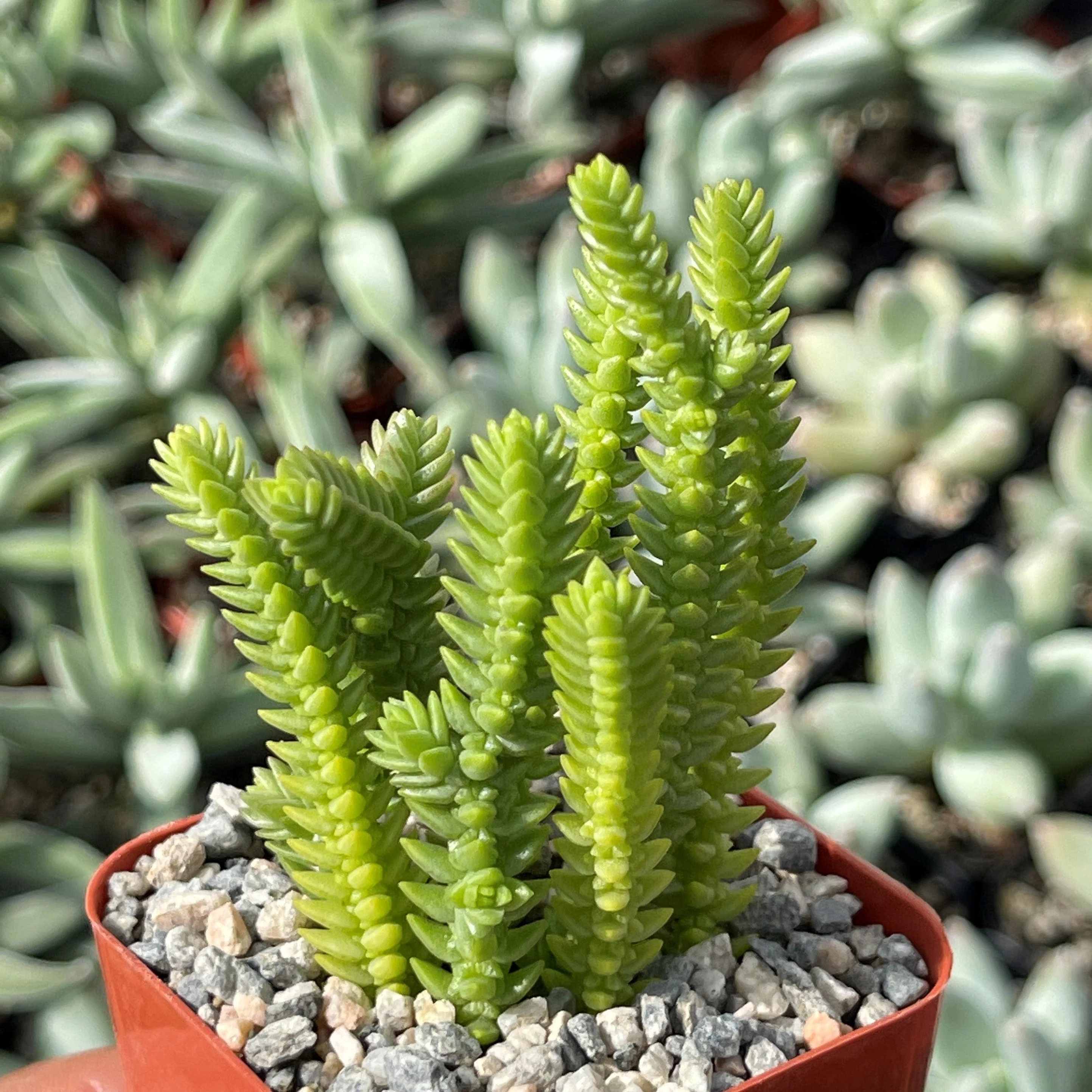 Watch Chain 'Crassula muscosa lycopodioides'