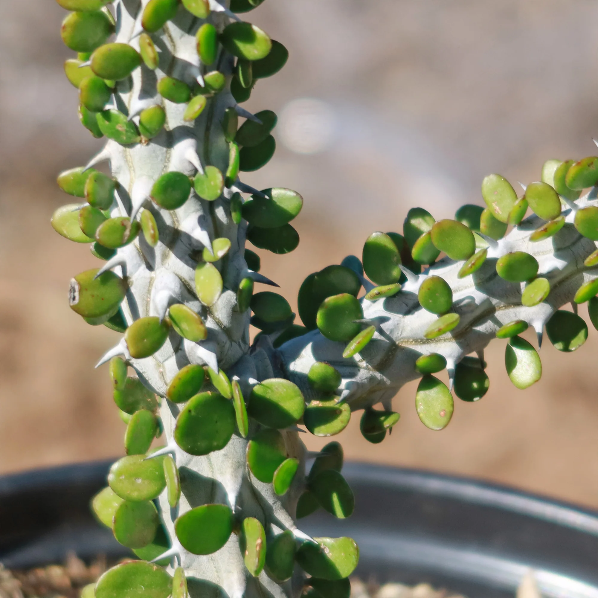Madagascar ocotillo 'Alluaudia procera'