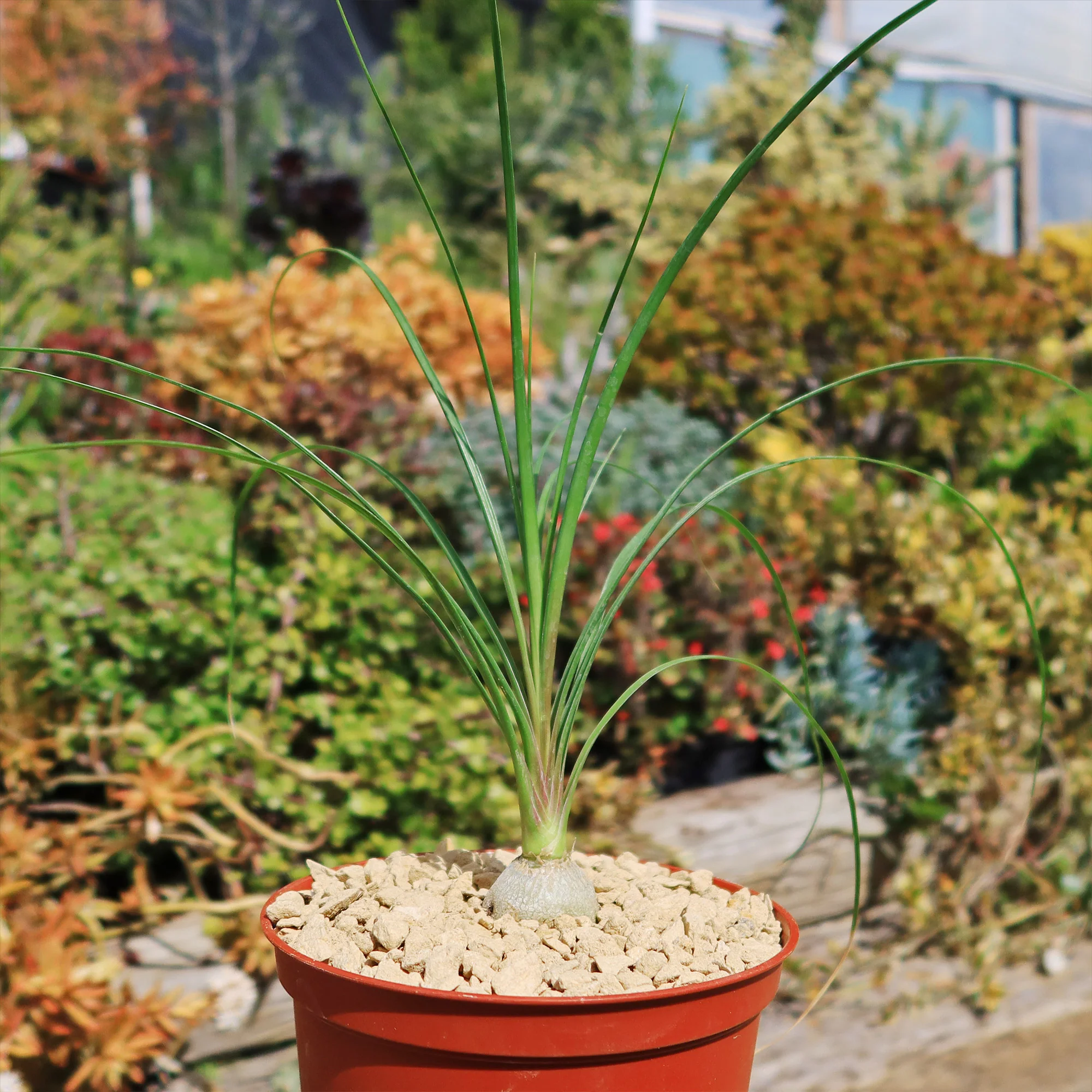 Ponytail palm 'Beaucarnea recurvata'