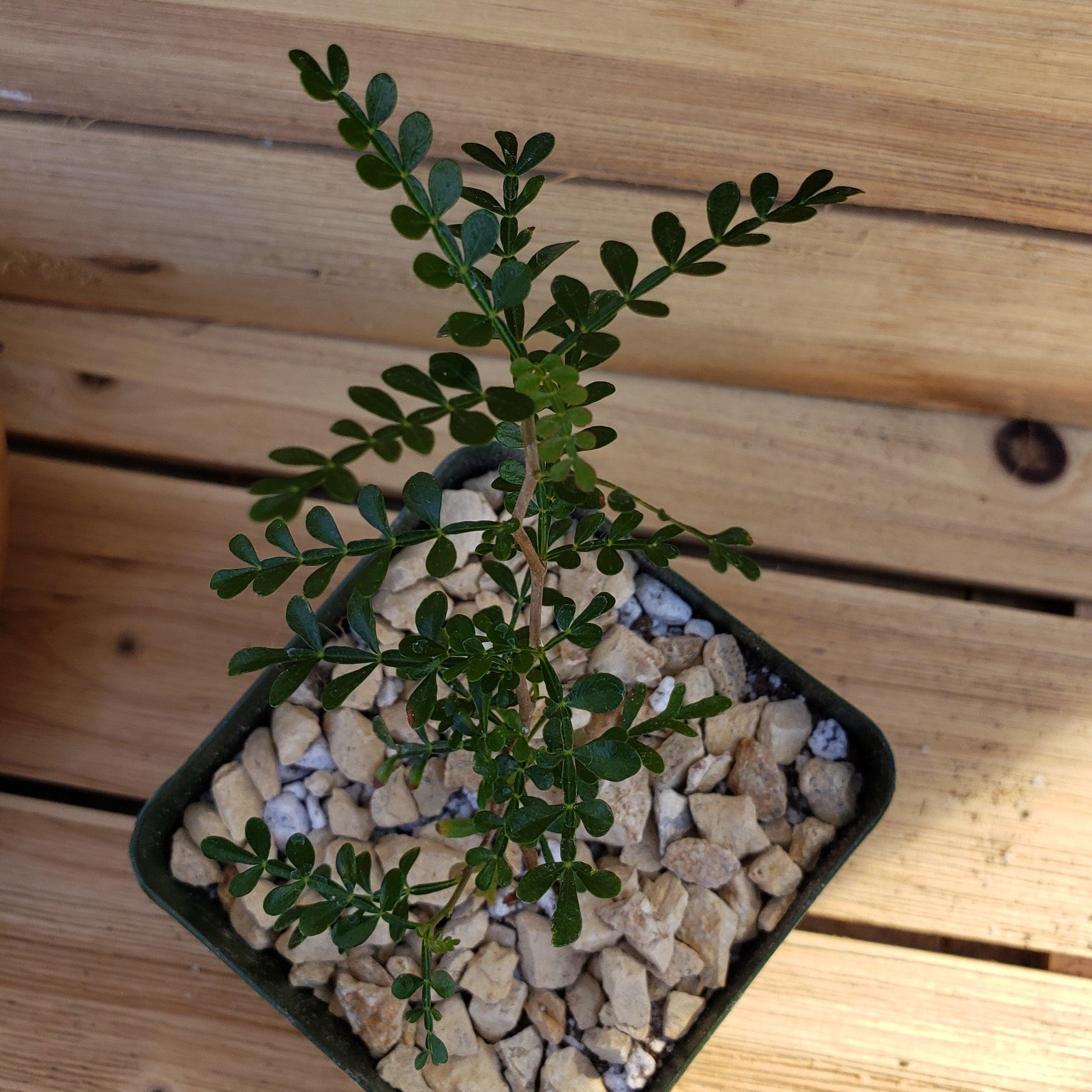 Operculicarya pachypus