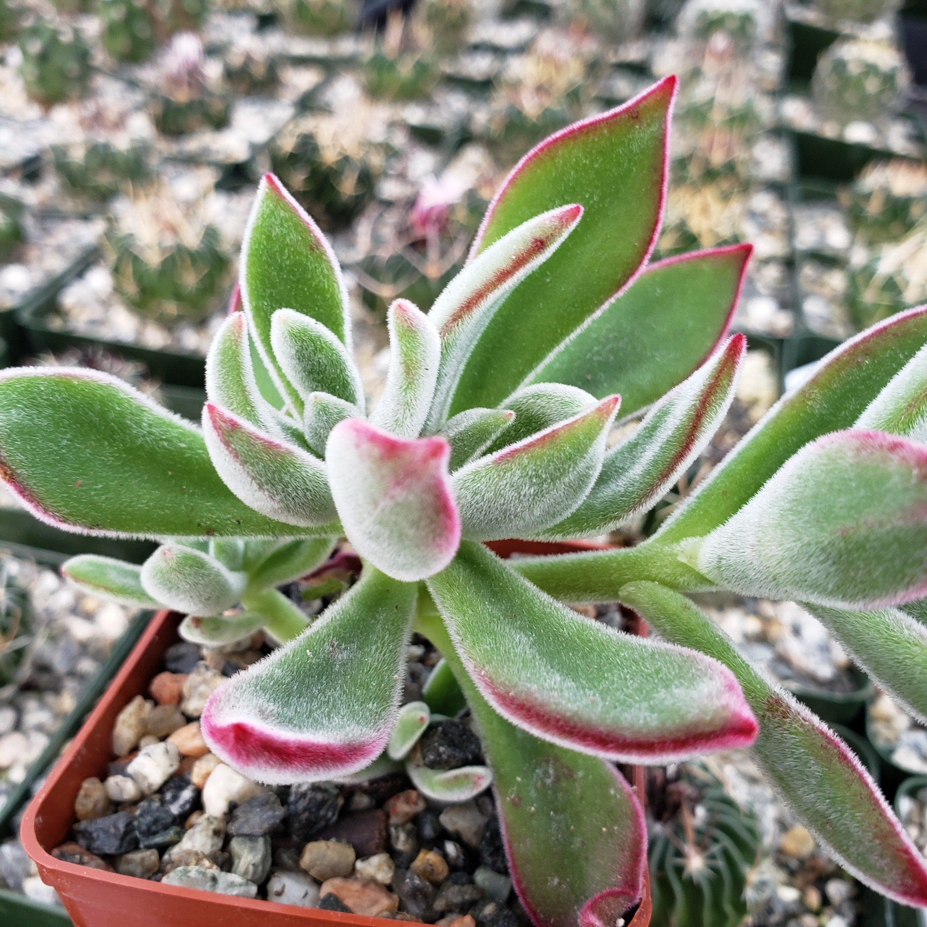Ruby Slipper Succulent ��Echeveria harmsii��
