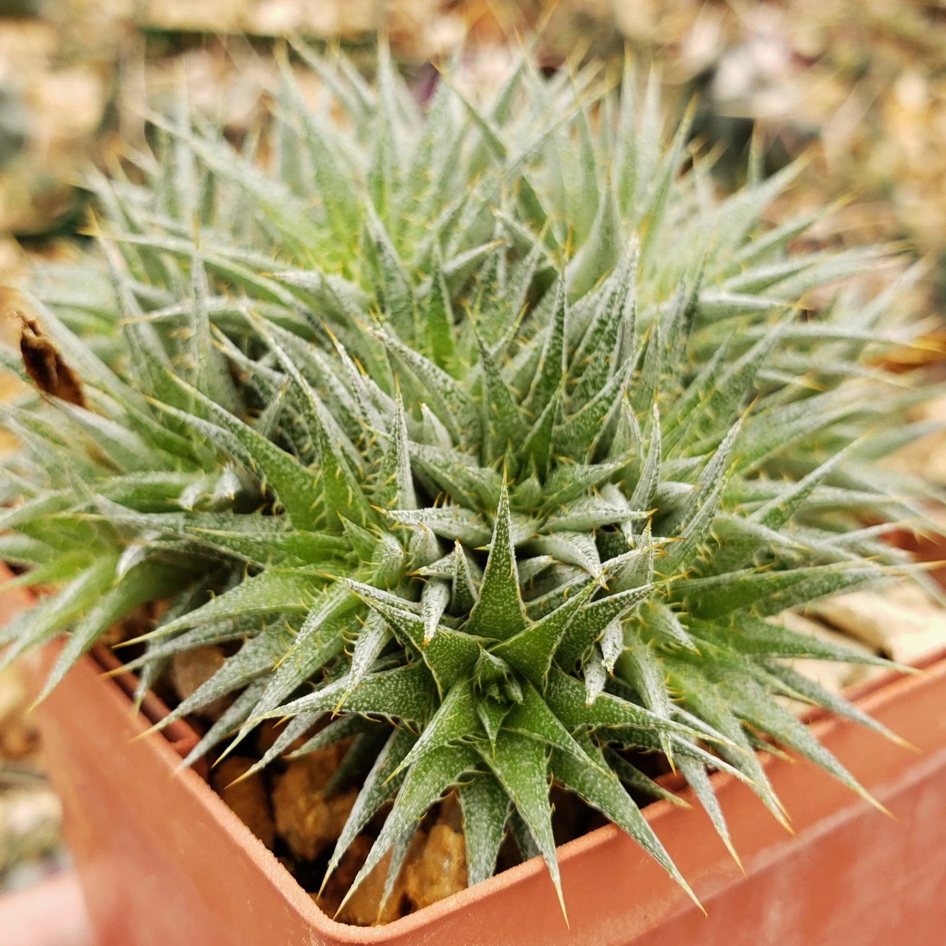 Abromeitiella chlorantha