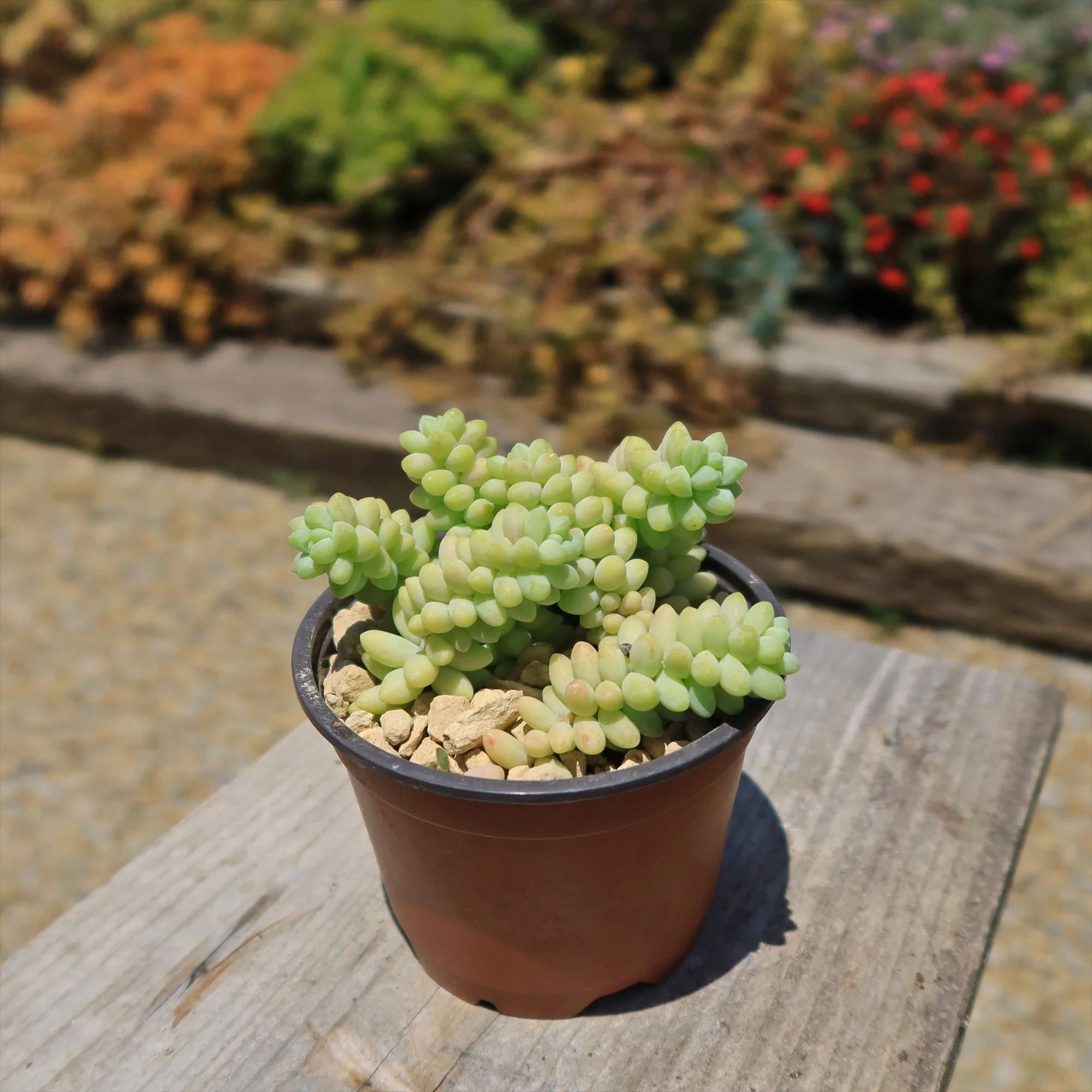 Burro��s Tail Succulent - Sedum morganianum ��Burrito��