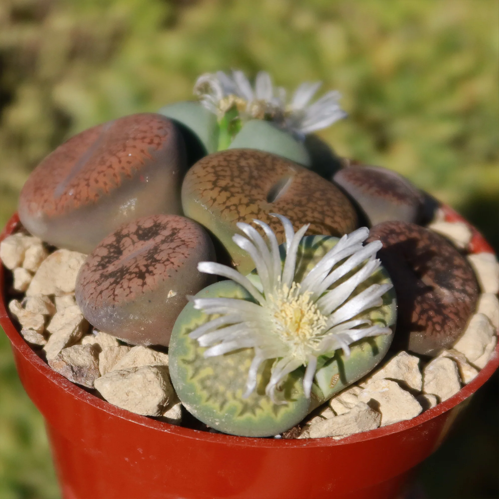 Living Stones Garden - Assortment of Lithops Plants