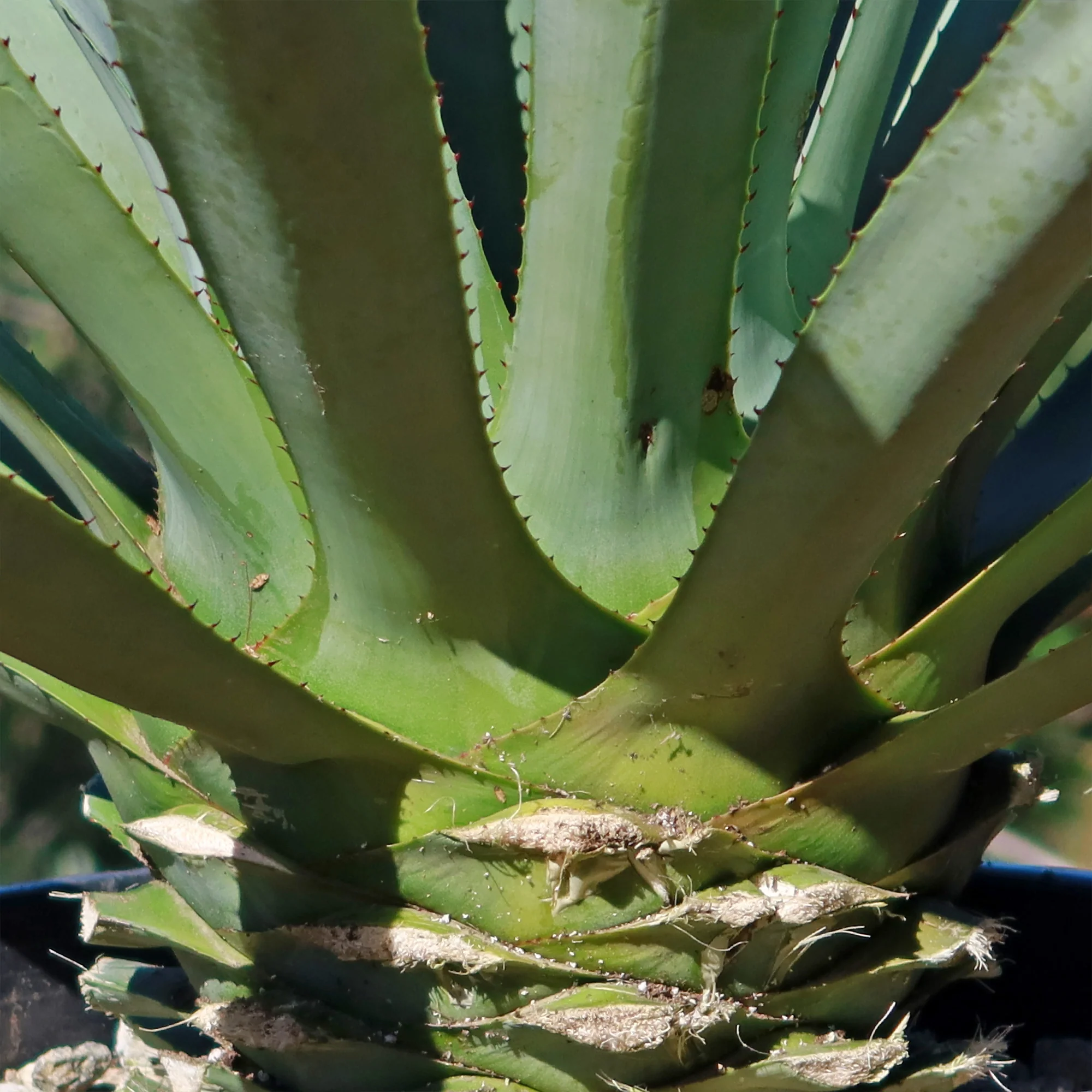 Blue agave - Agave Tequilana 'Tequila Plant'
