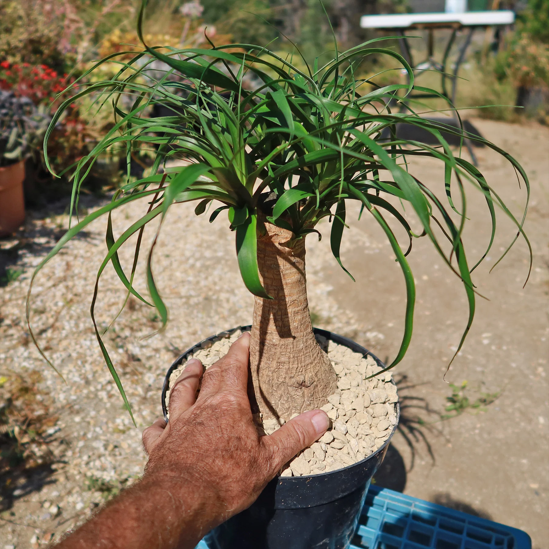 Ponytail palm 'Beaucarnea recurvata'