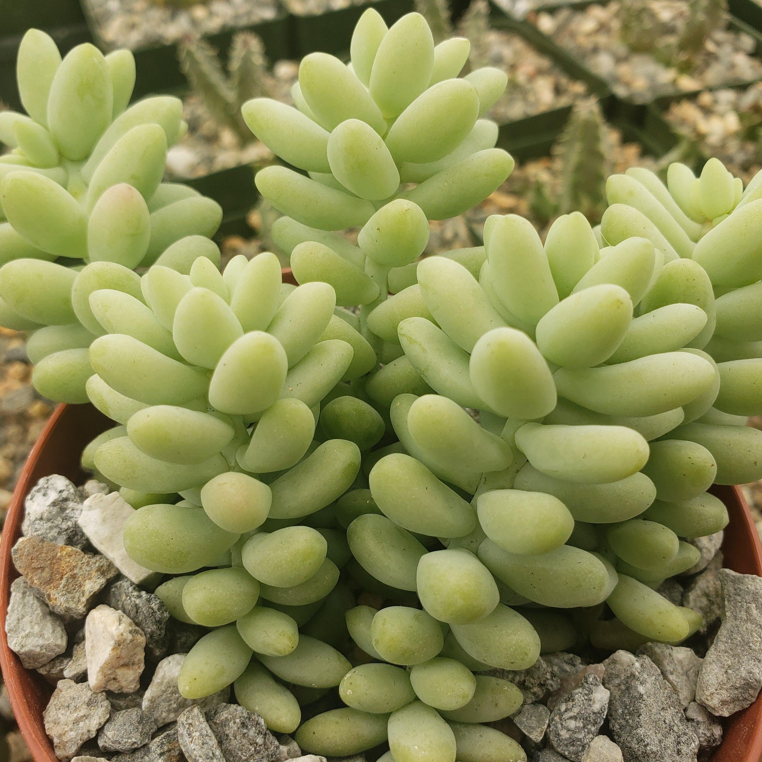 Burro��s Tail Succulent - Sedum morganianum ��Burrito��