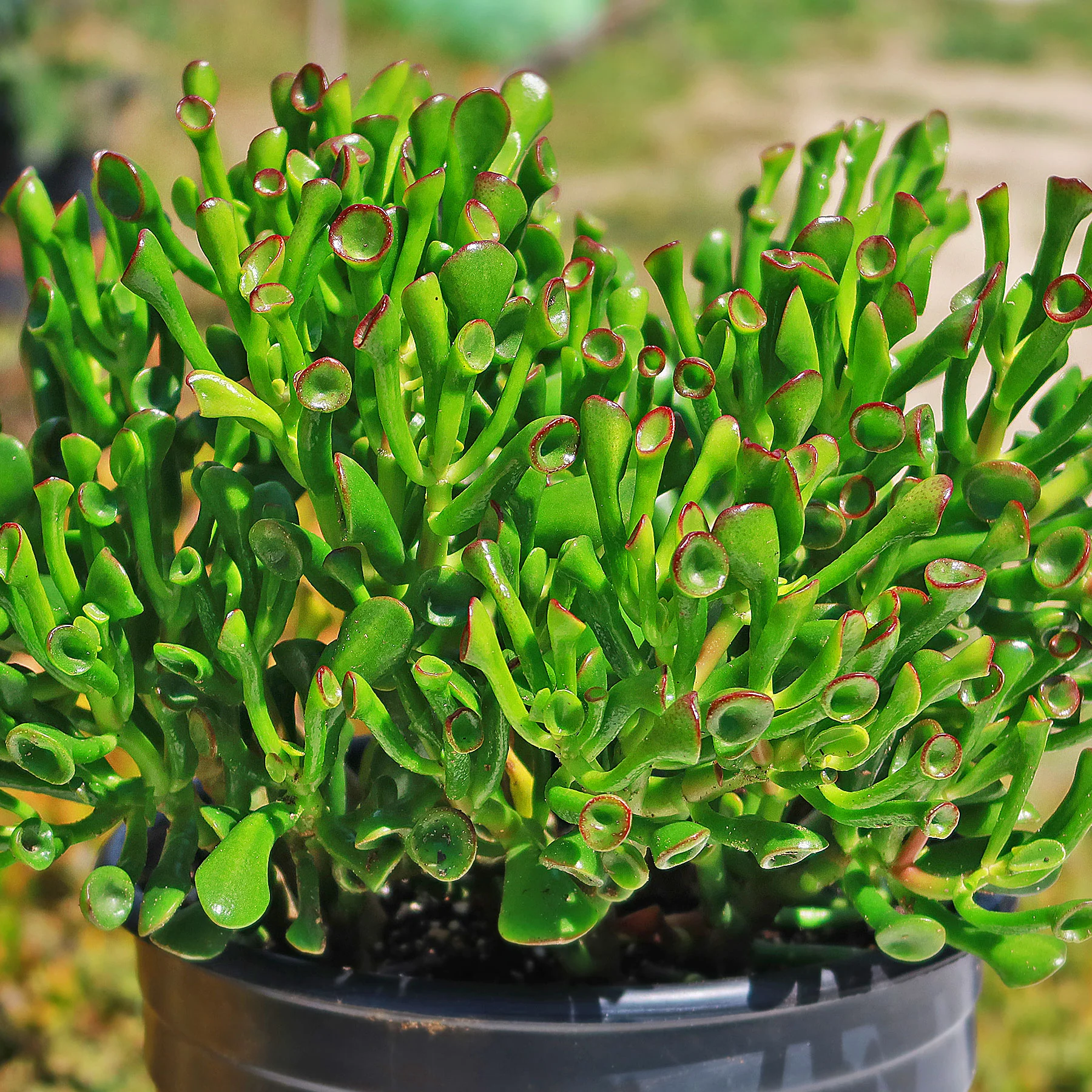 ET Fingers-Shrek Ears 'Crassula ovata Gollum Jade'