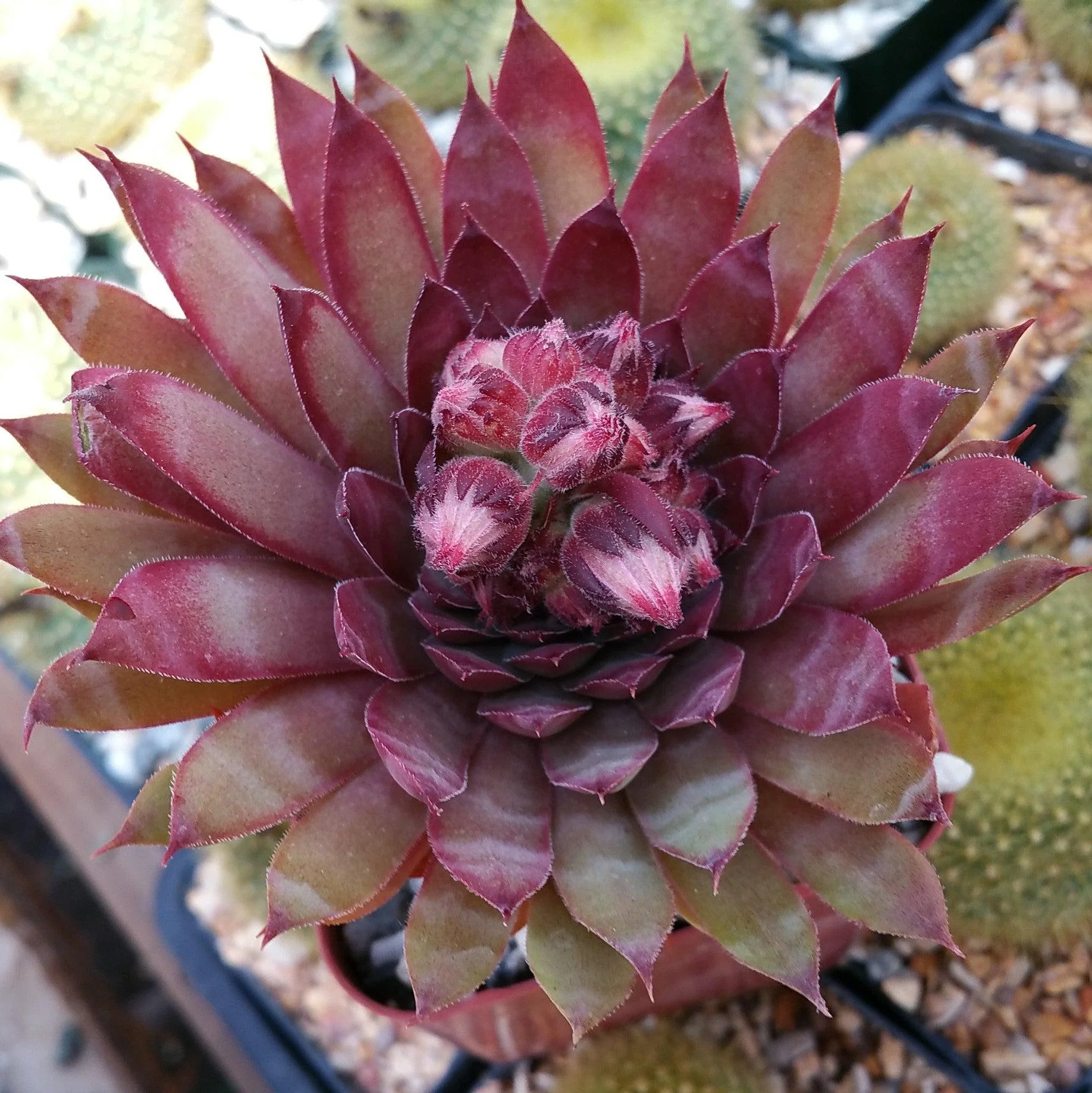 Sempervivum 'Ruby Heart' Hens and Chicks