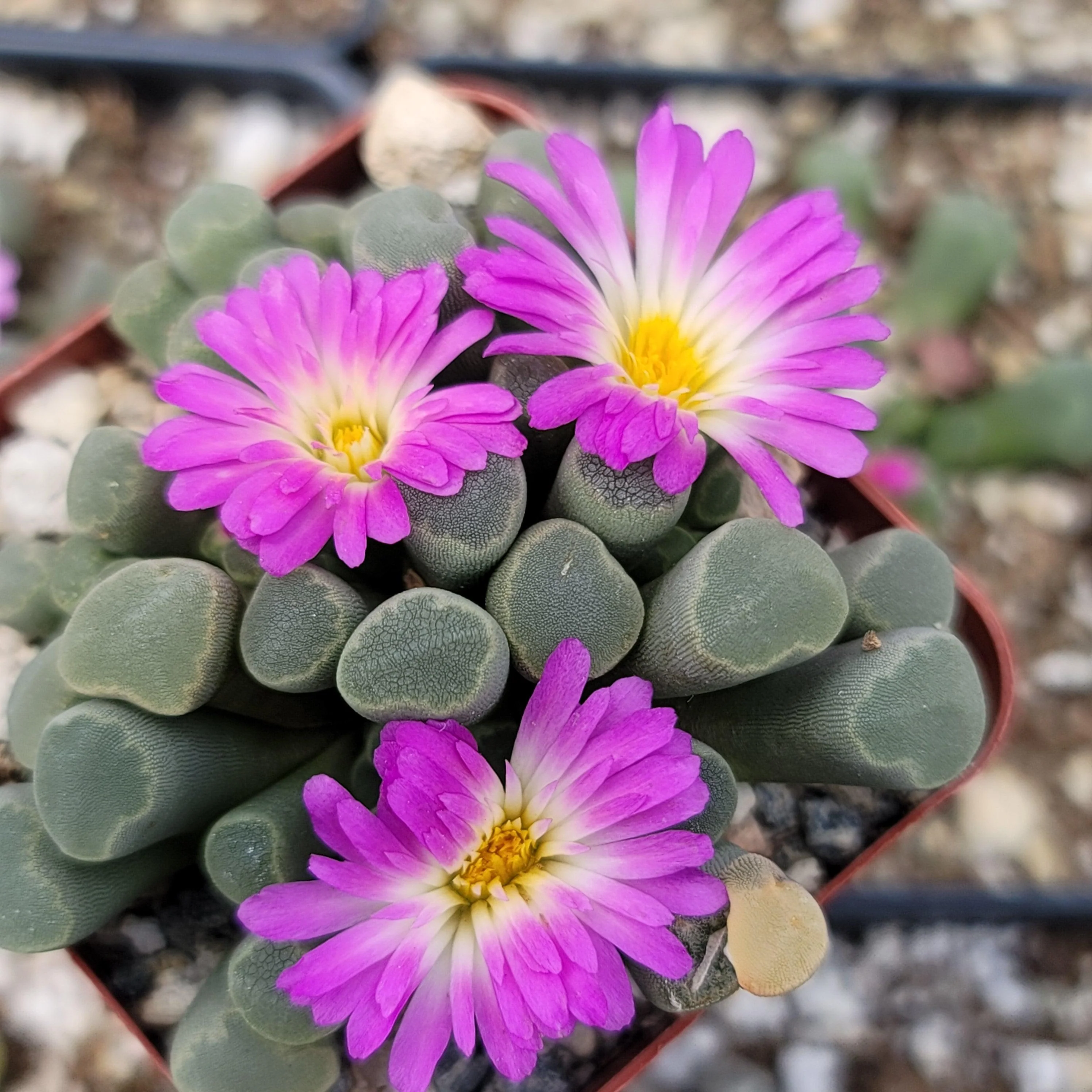 Fairy Elephant's Feet - Frithia Pulchra