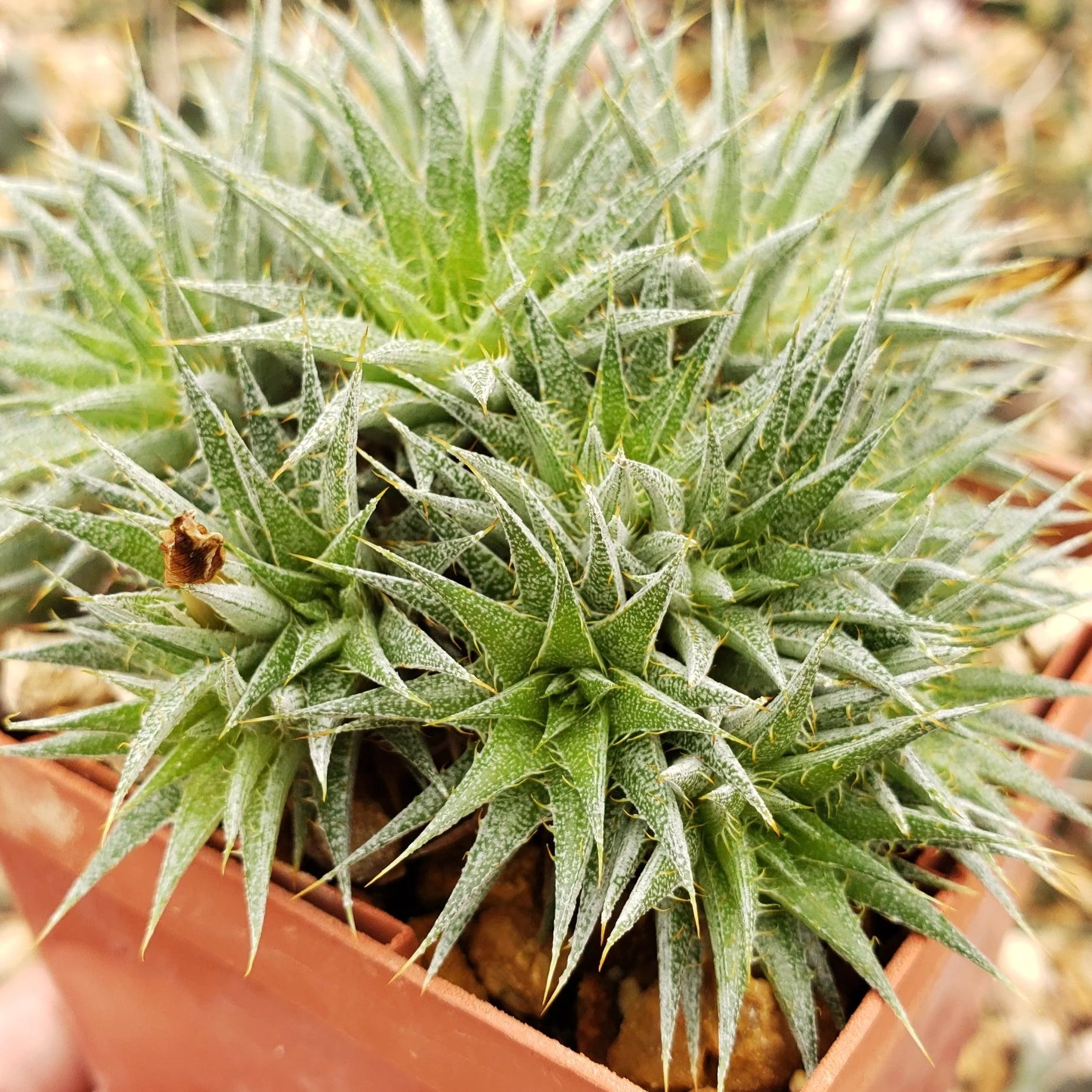 Abromeitiella chlorantha