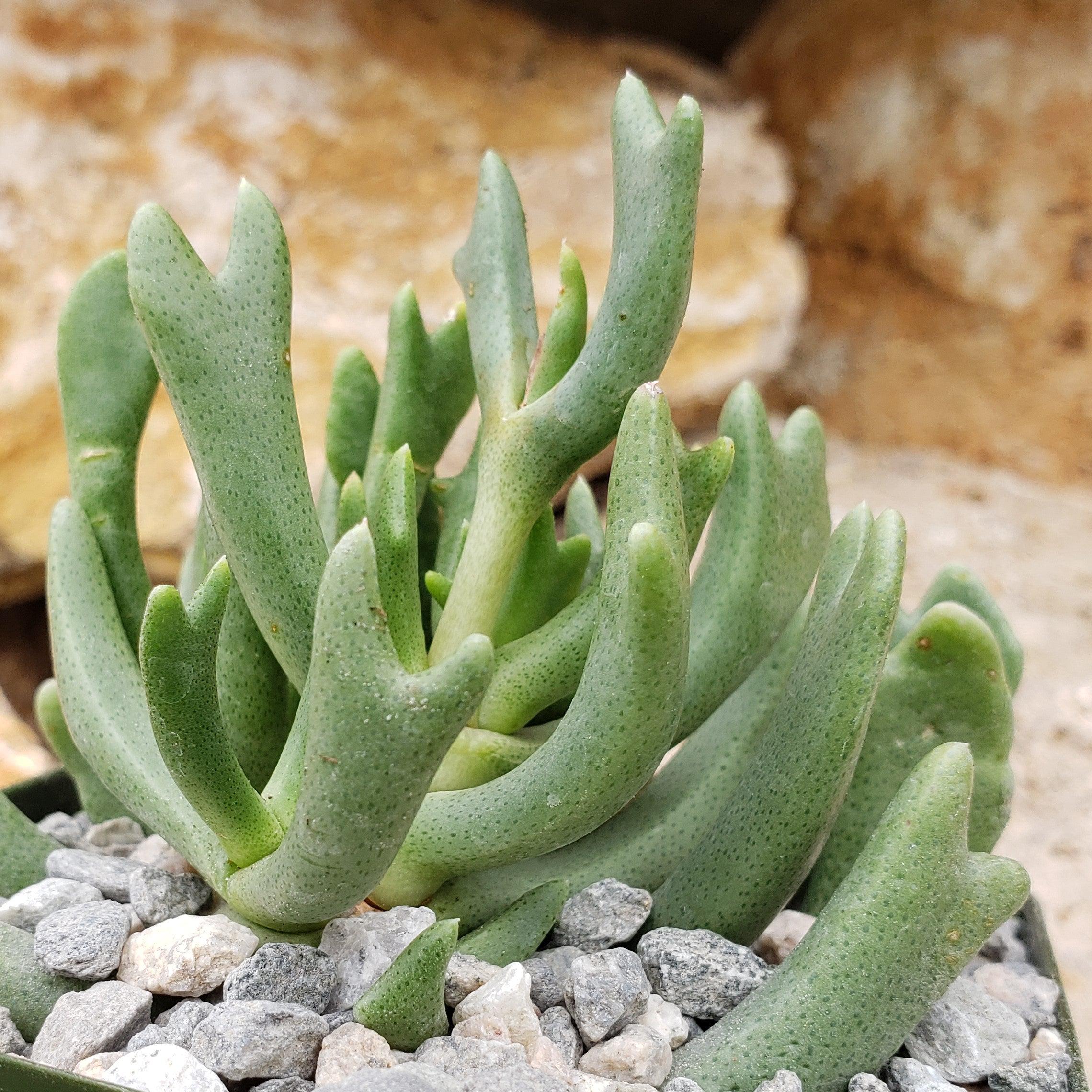 Rhombophyllum dolabriforme