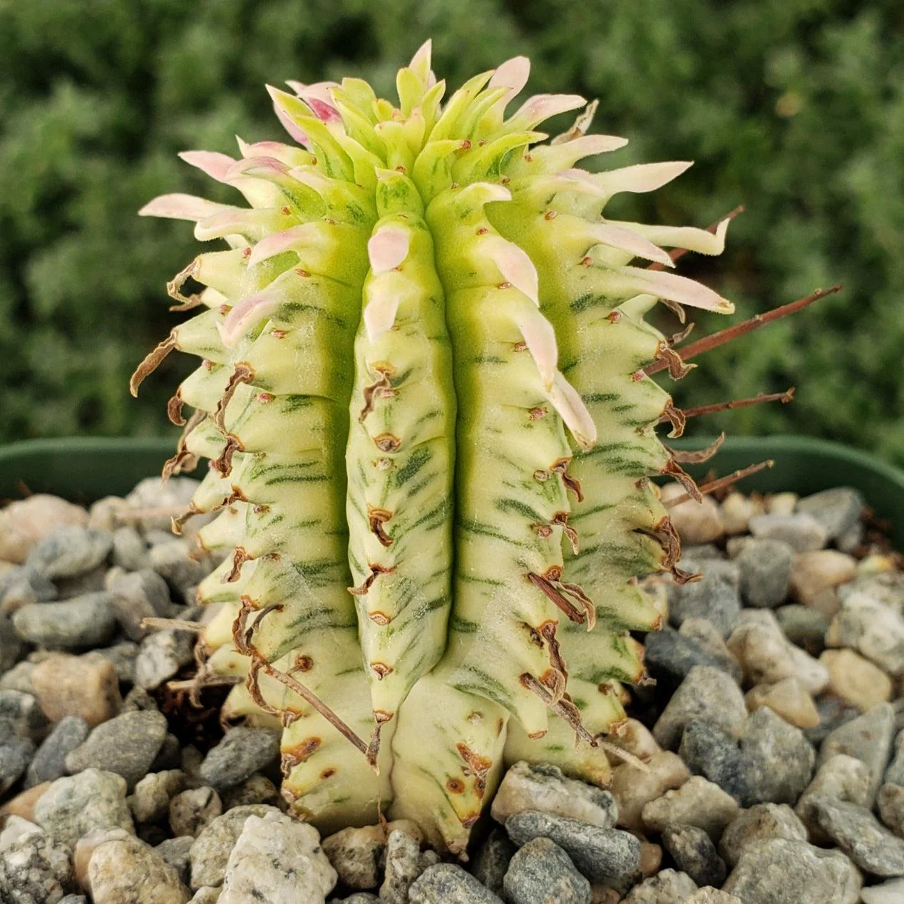 Euphorbia mammillaris variegata yellow 'Corn on the Cob'