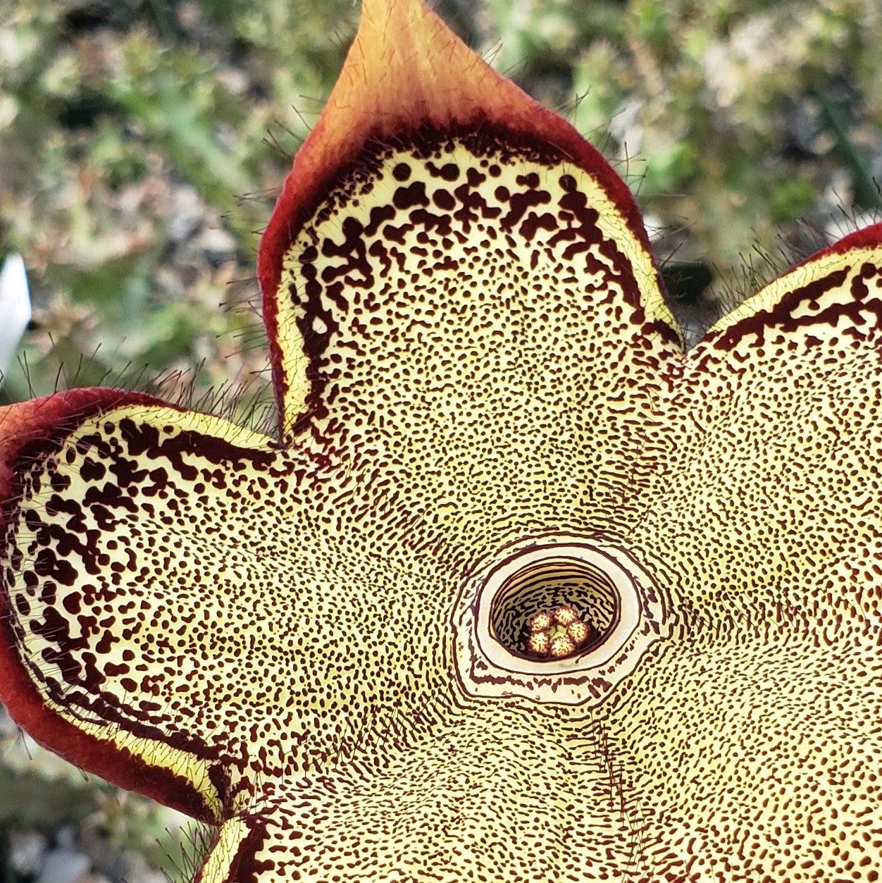 Persian Carpet Flower �C Edithcolea grandis