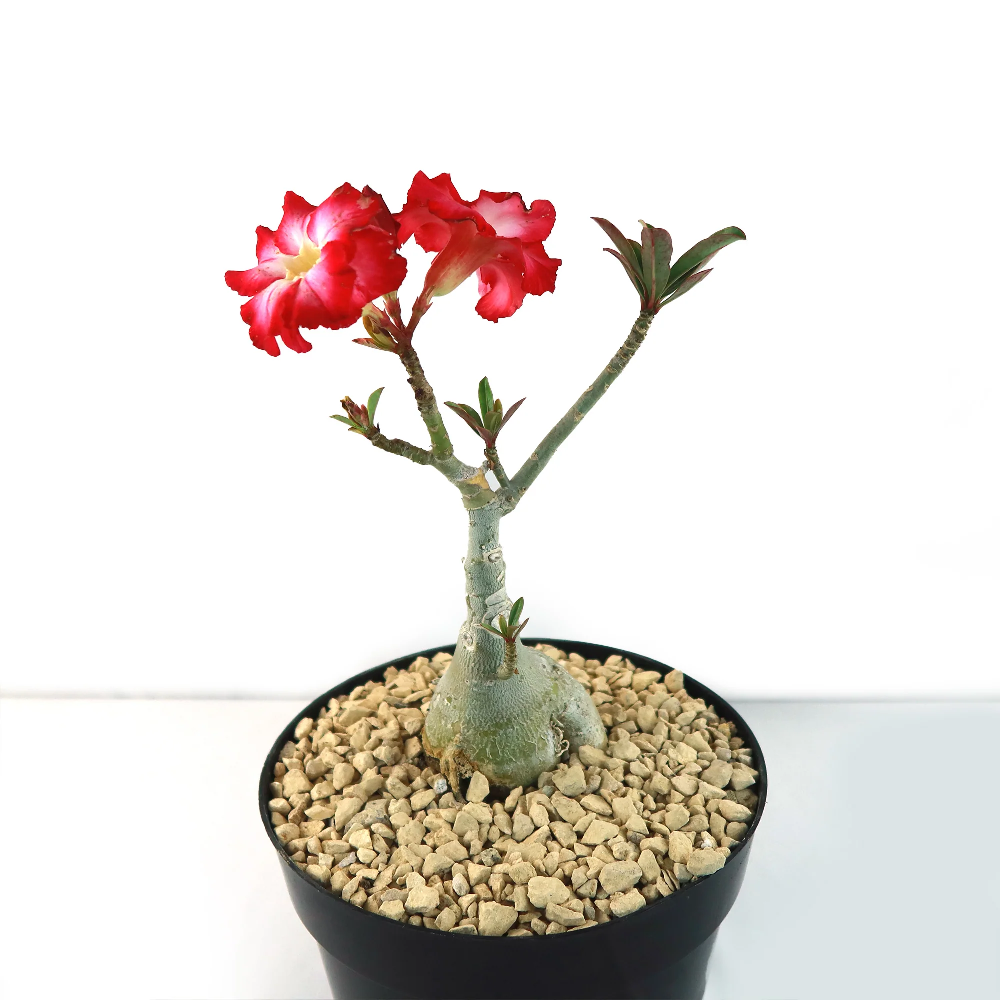 Desert Rose 'Adenium obesum'