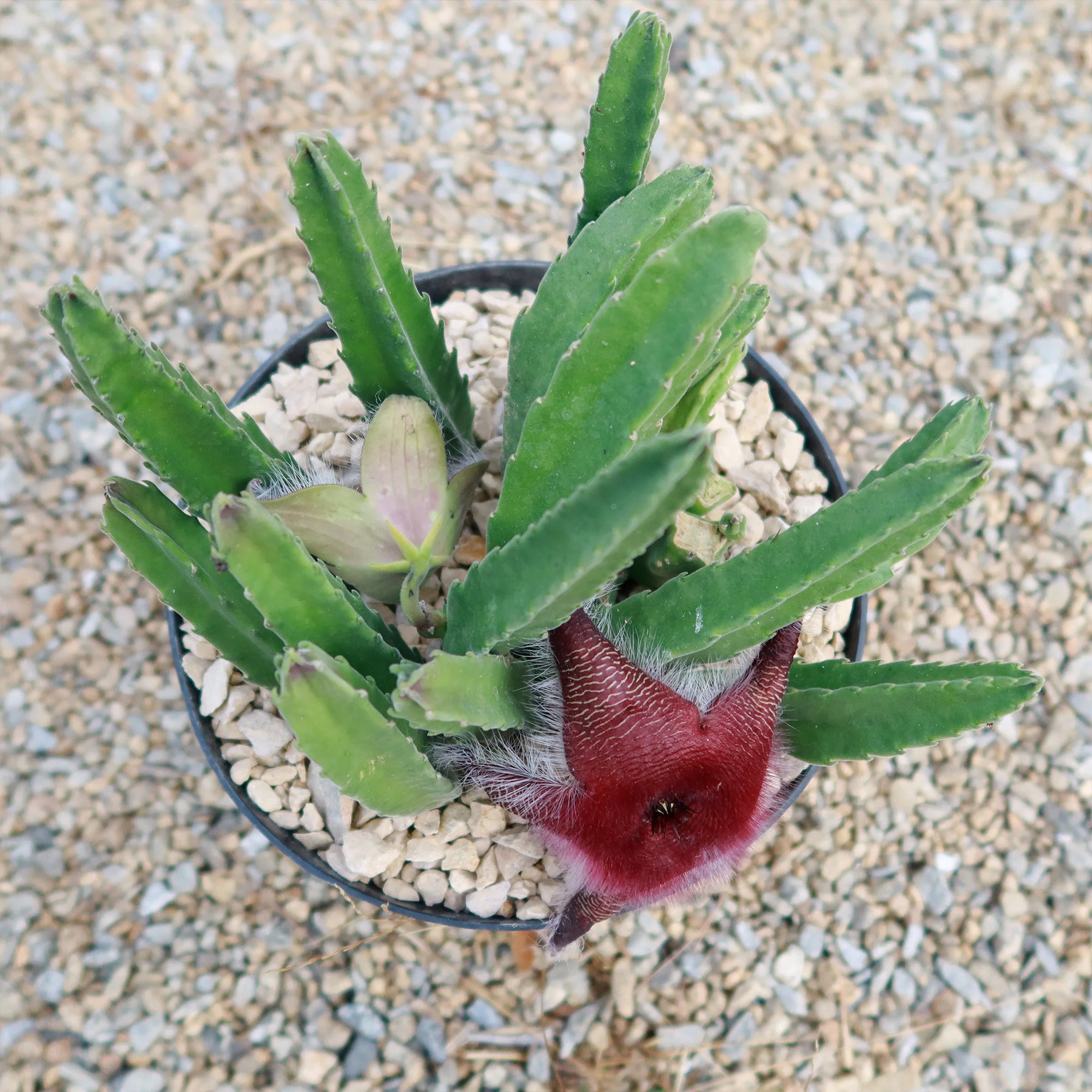 Giant Toad Plant ��Stapelia grandiflora��