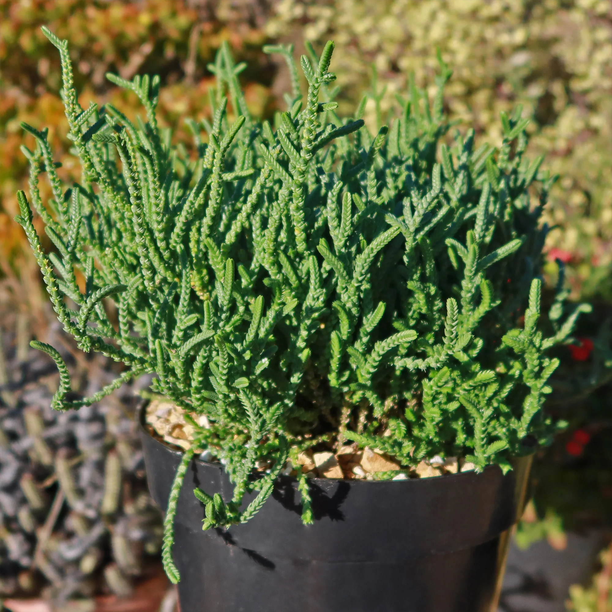 Watch Chain 'Crassula muscosa lycopodioides'