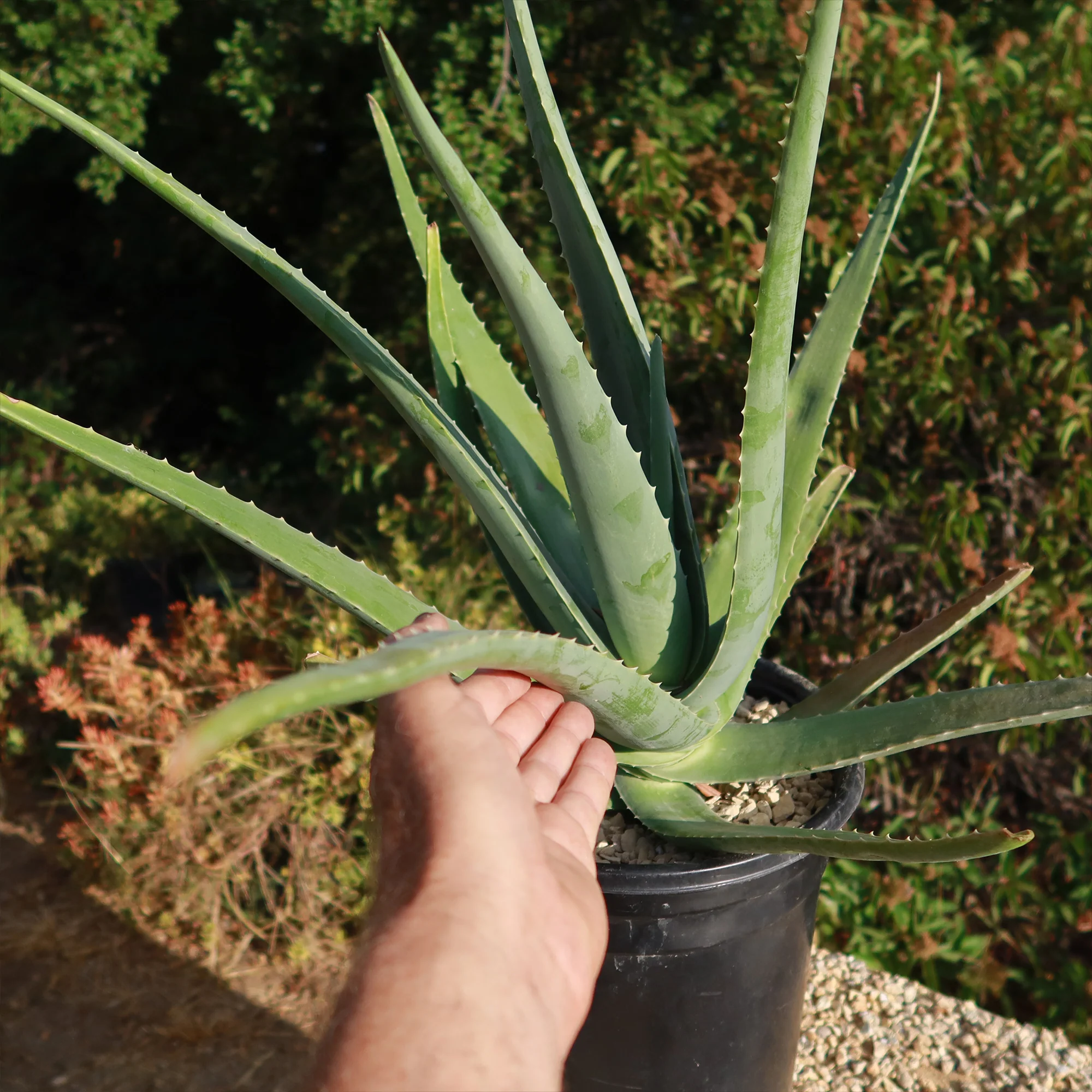 Aloe Vera - Aloe?barbadensis 'miller'
