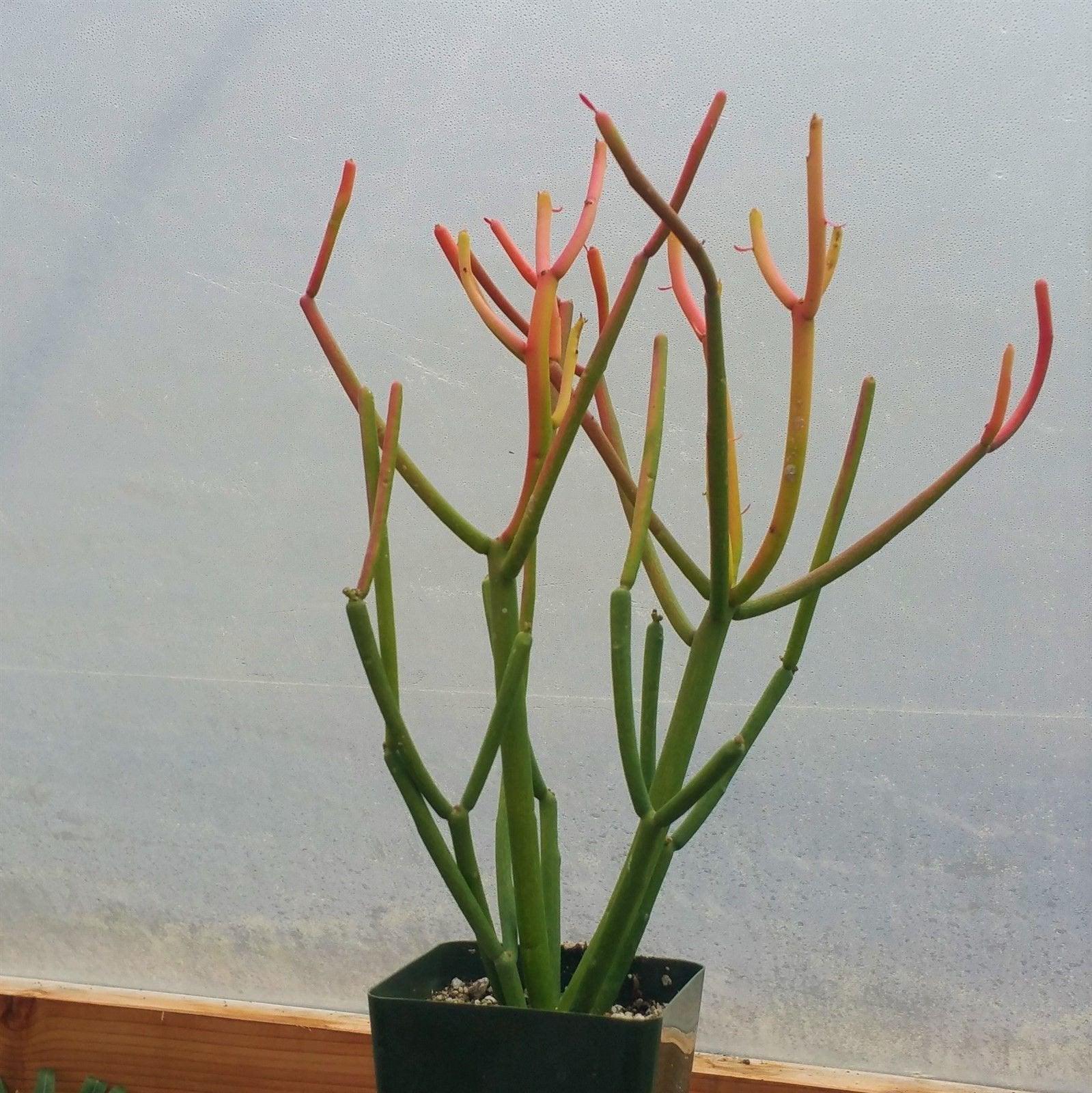 Pencil Cactus - Euphorbia tirucalli 'Firesticks'