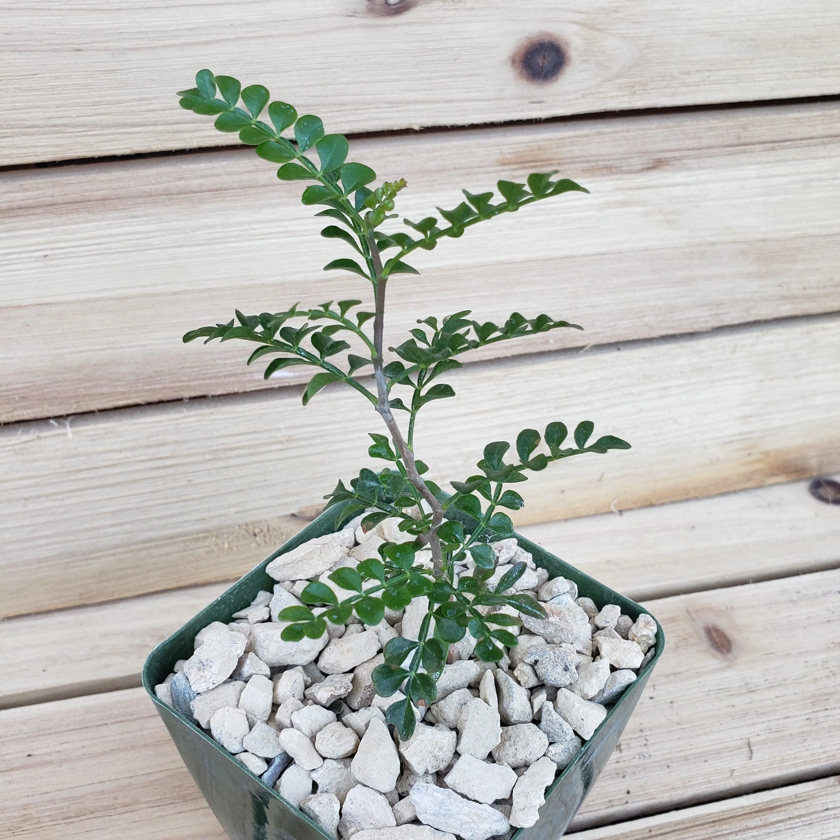 Operculicarya pachypus