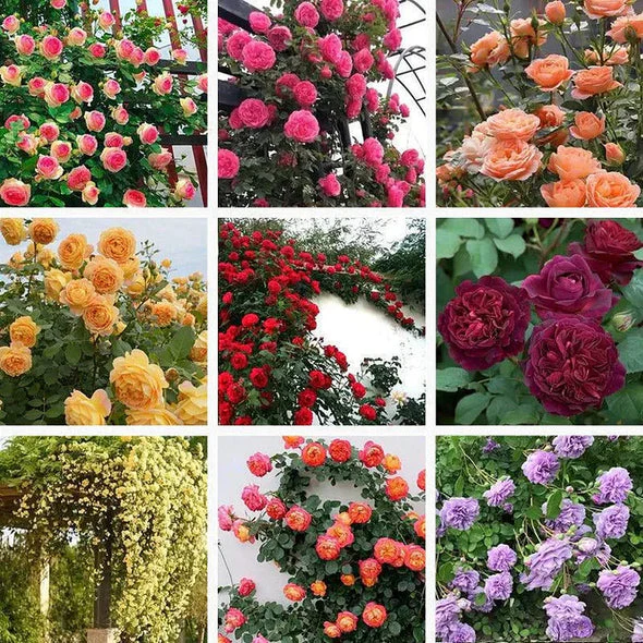 🌹 Ever-Bloom Climbing Roses Seeds | 🌸 Add Winter Elegance to Your Garden