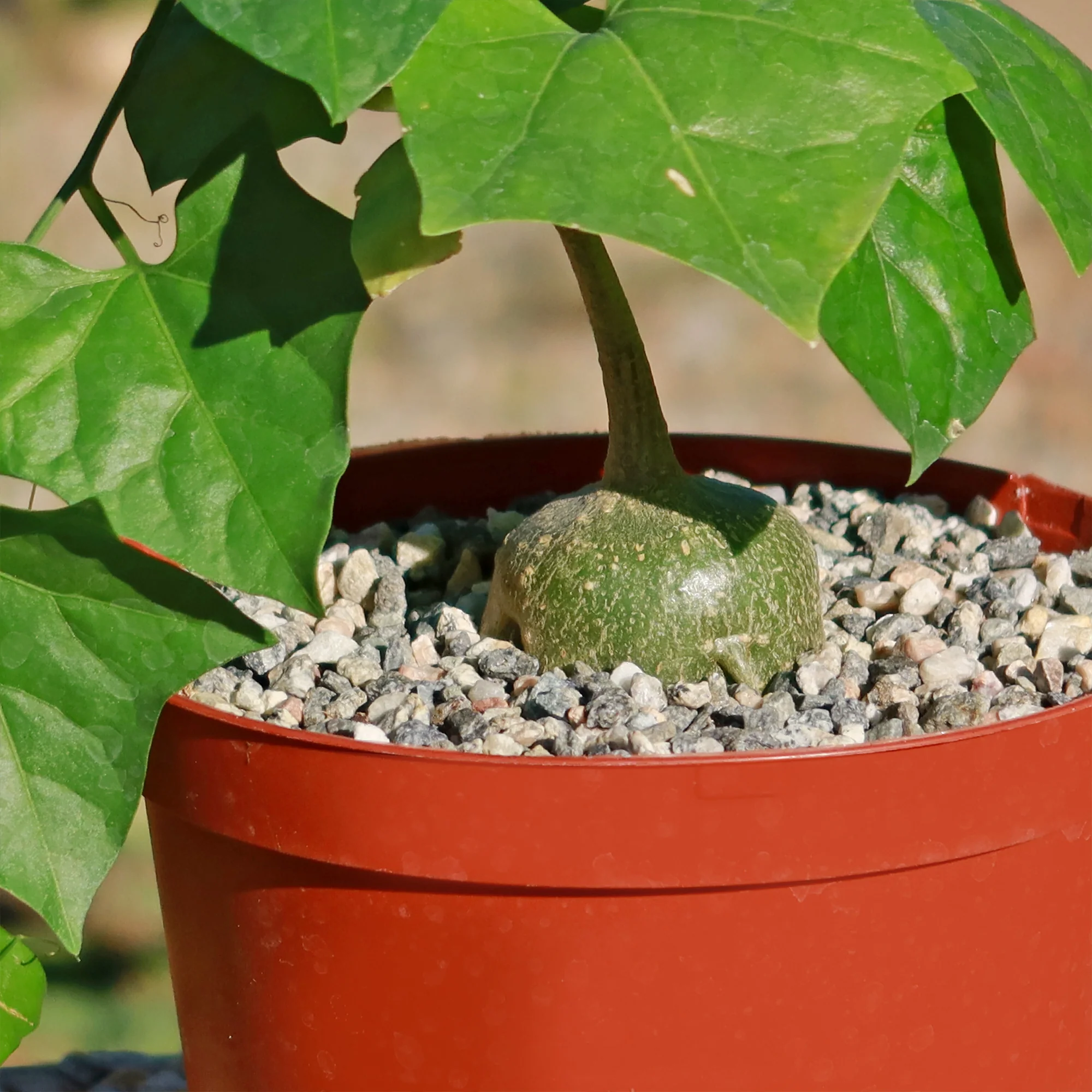 Gerrardanthus Macrorhizus