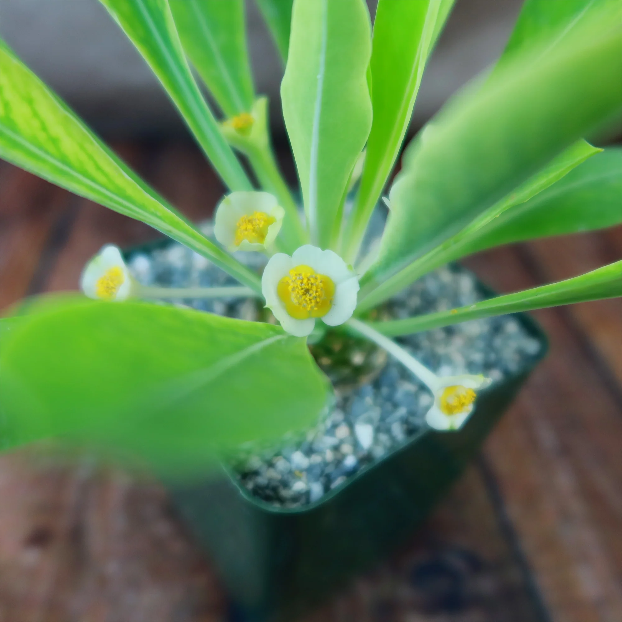 Euphorbia bupleurifolia