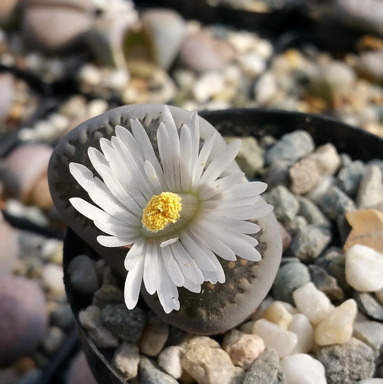 Lithops living stones
