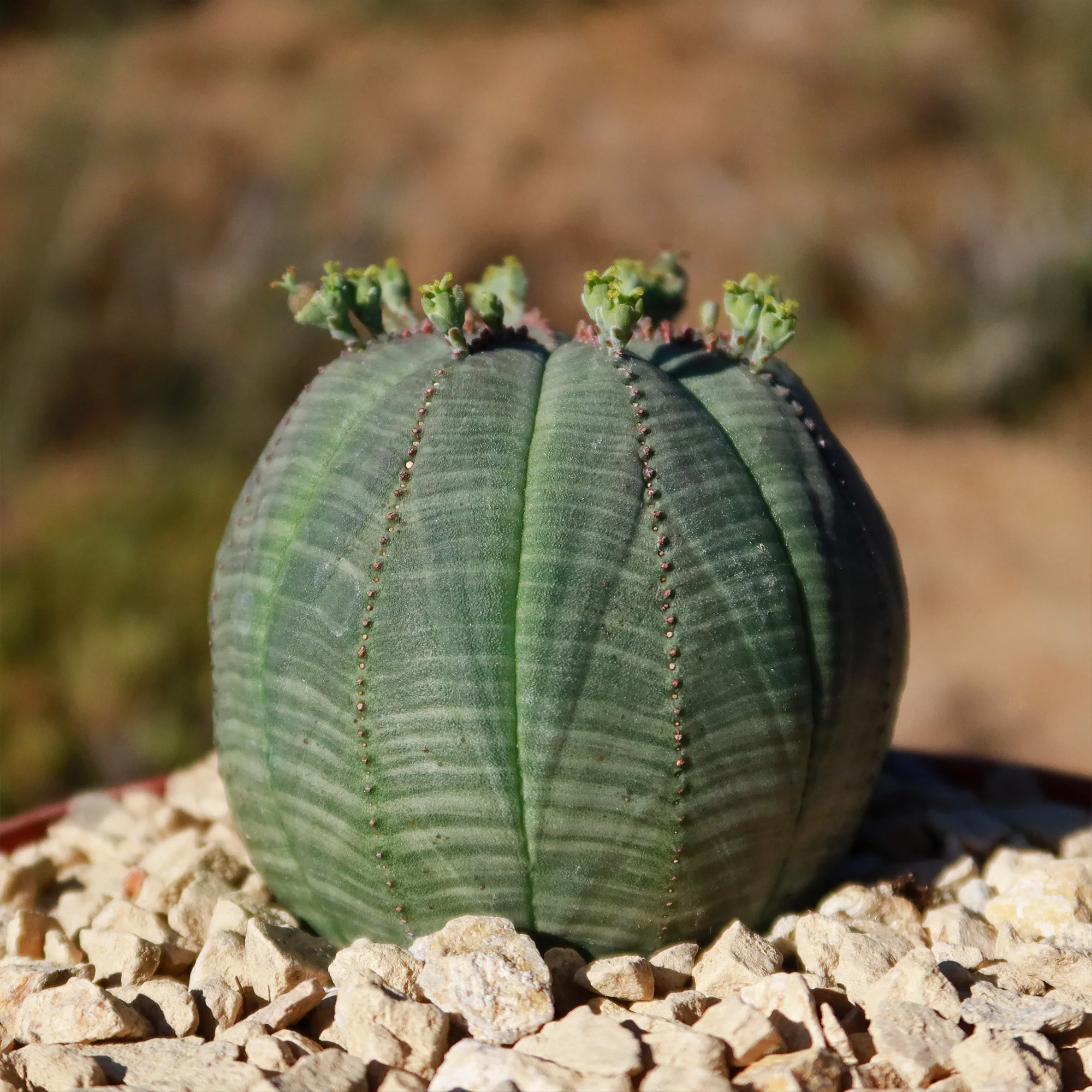Baseball Plant 'Euphorbia obesa'