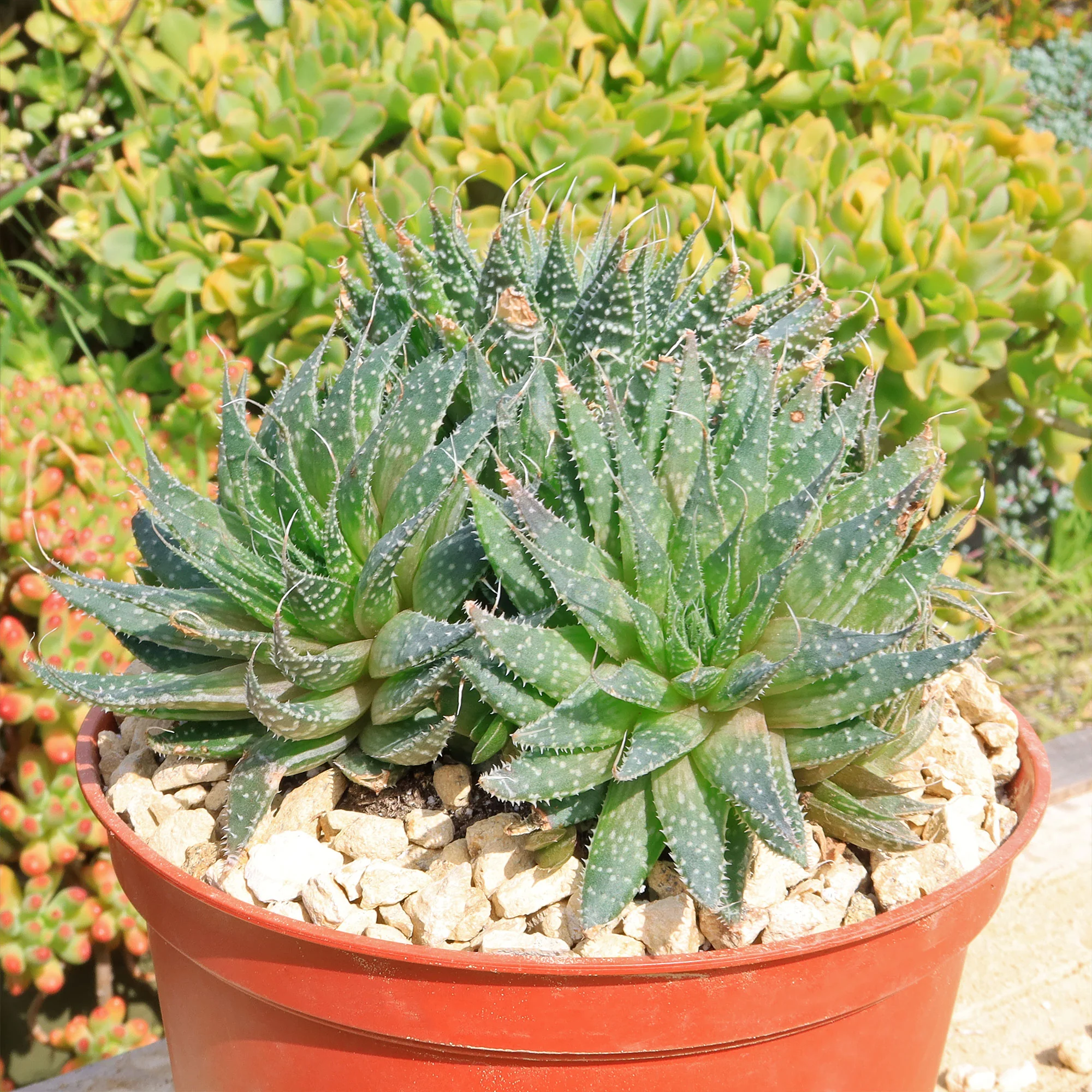 'Lace Aloe - Aloe aristata'