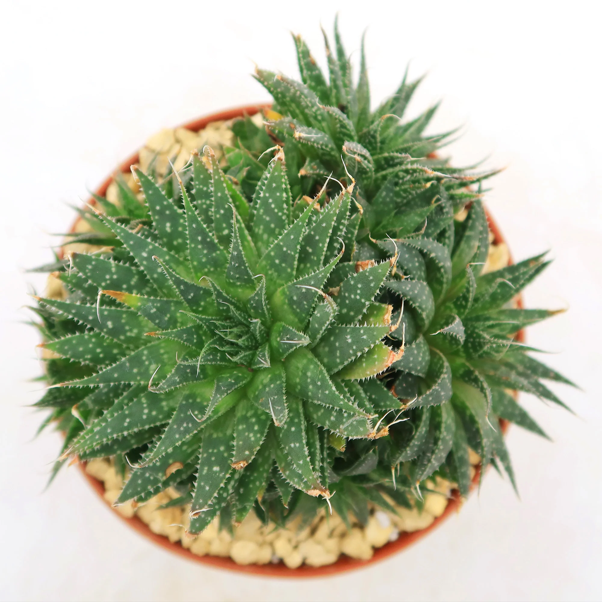 'Lace Aloe - Aloe aristata'