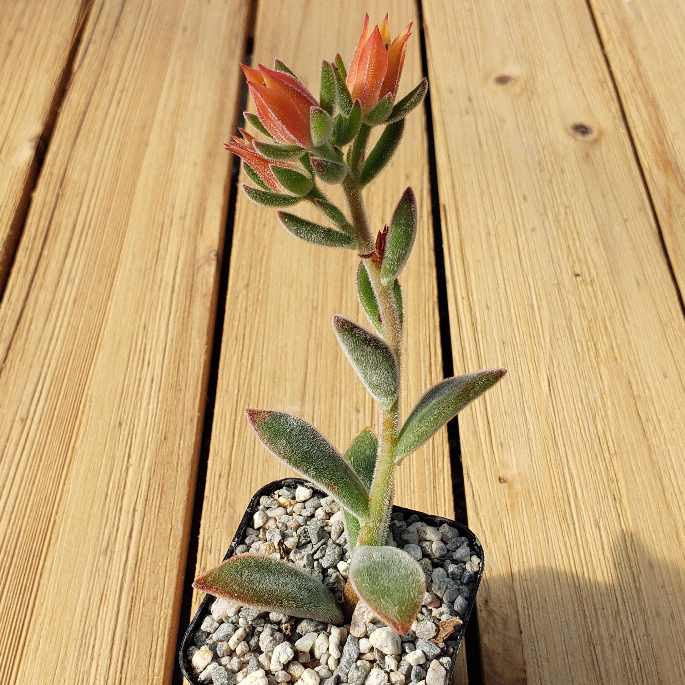 Ruby Slipper Succulent ��Echeveria harmsii��