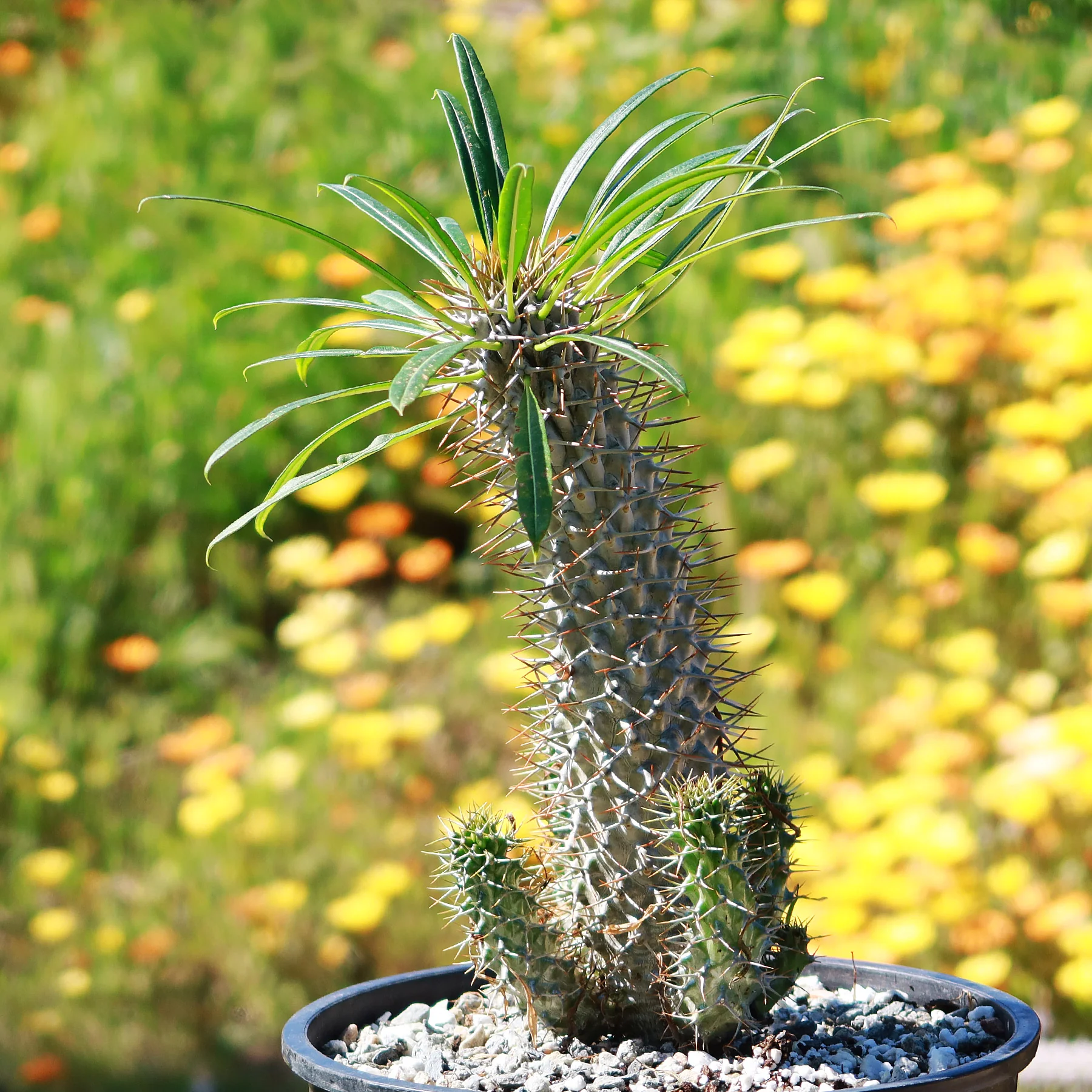 Madagascar Palm Plant - Pachypodium lamerei