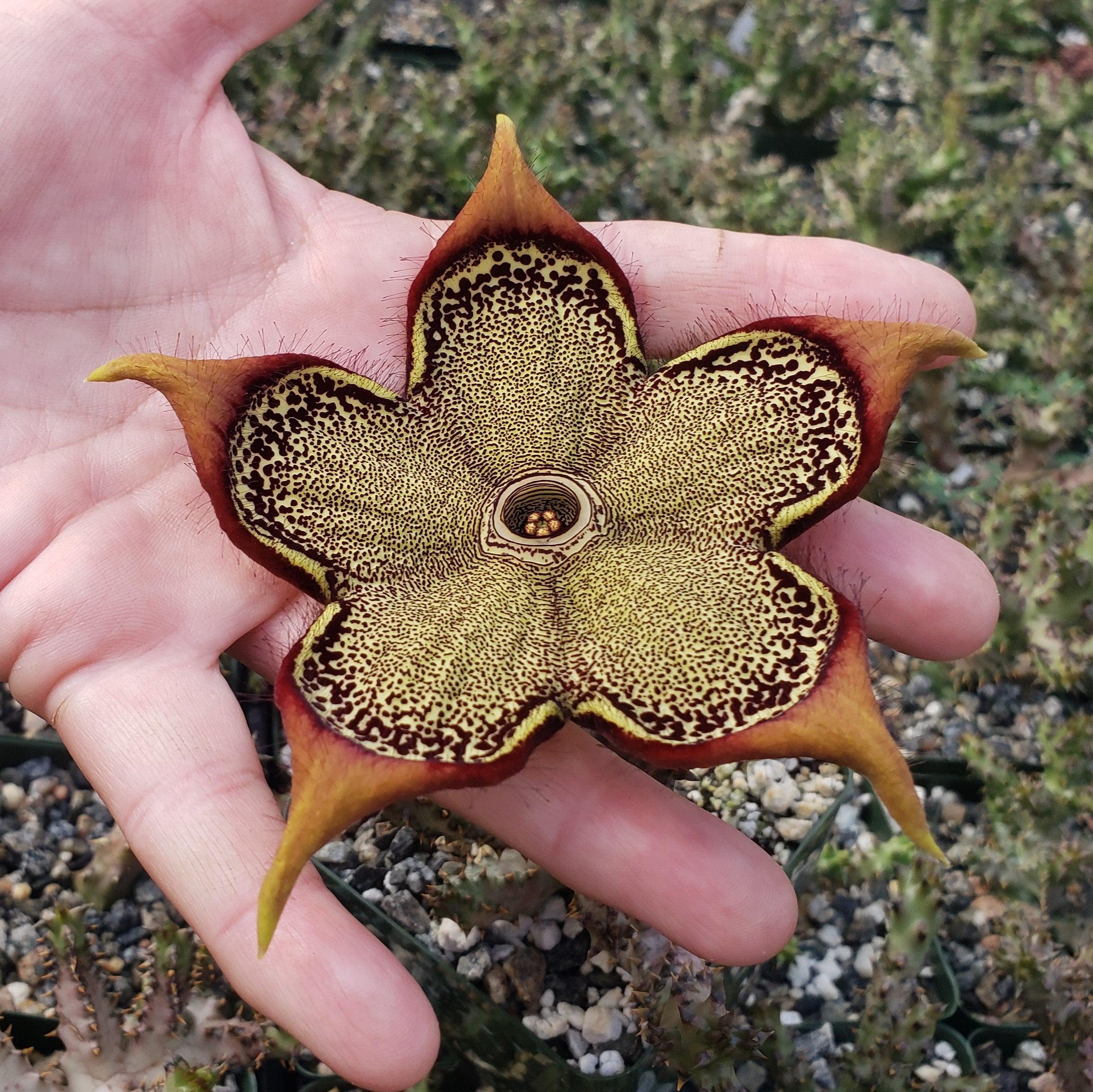 Persian Carpet Flower �C Edithcolea grandis