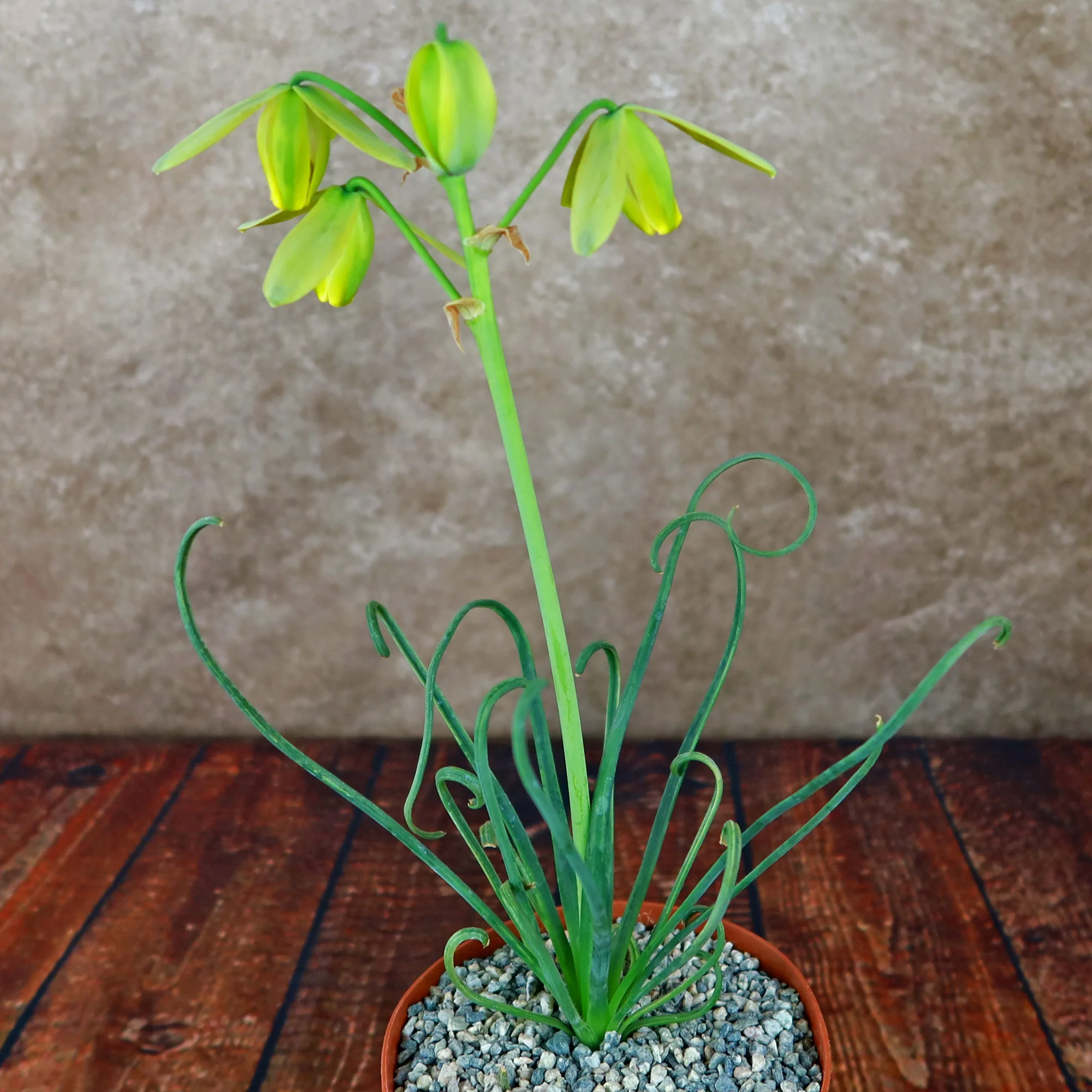 Frizzle Sizzle Plant - Albuca spiralis