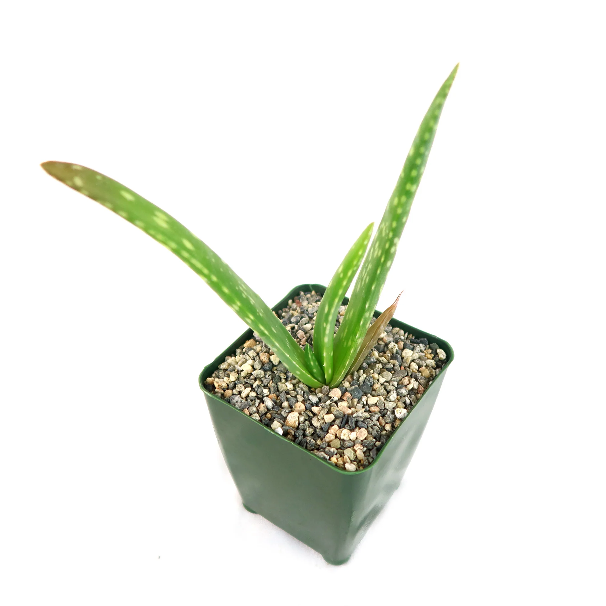 Aloe Vera - Aloe?barbadensis 'miller'