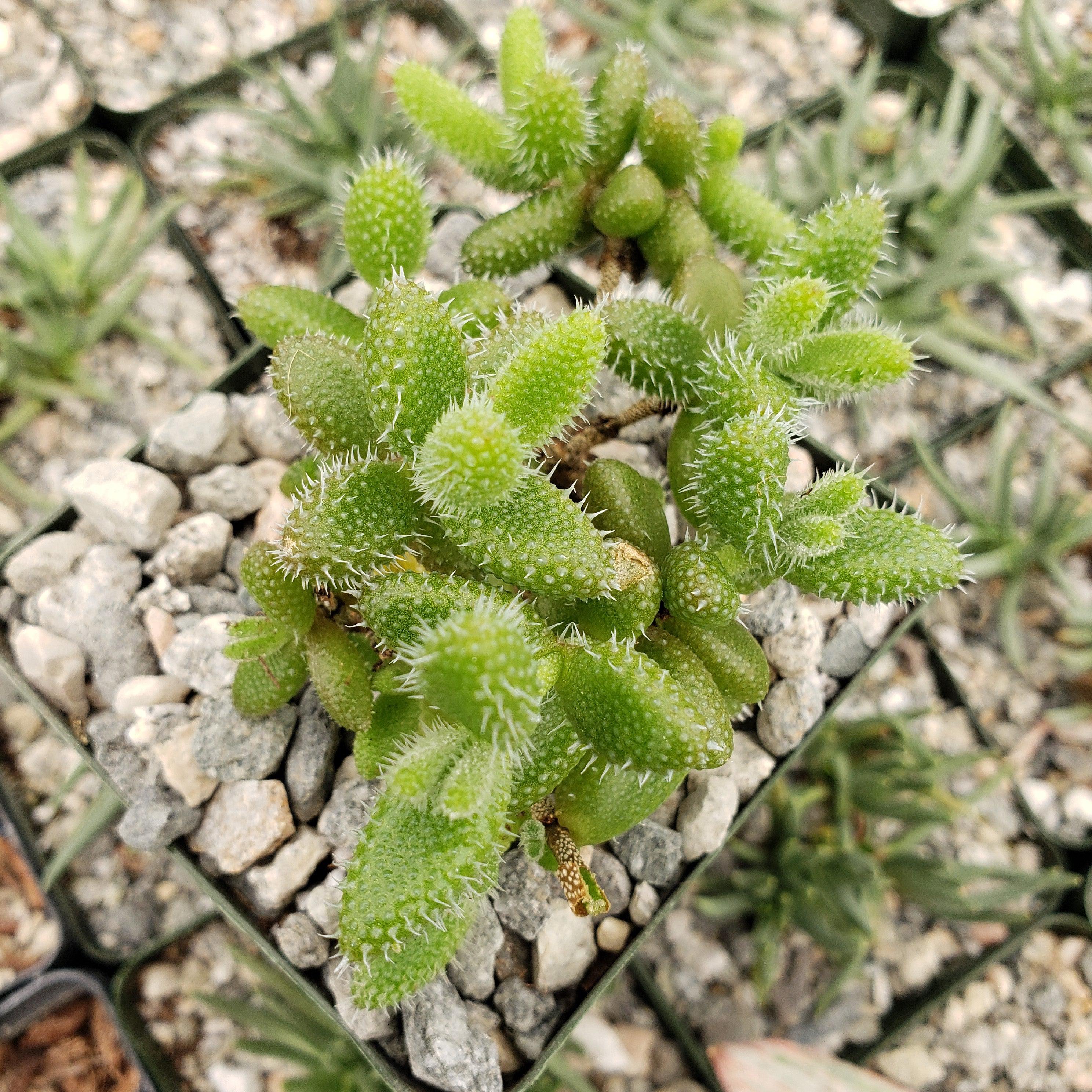 Pickle Plant ��Delosperma echinatum��