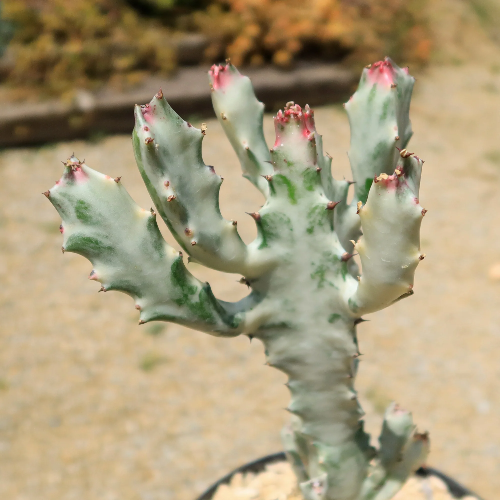 White Ghost Cactus - Euphorbia Lactea variegata
